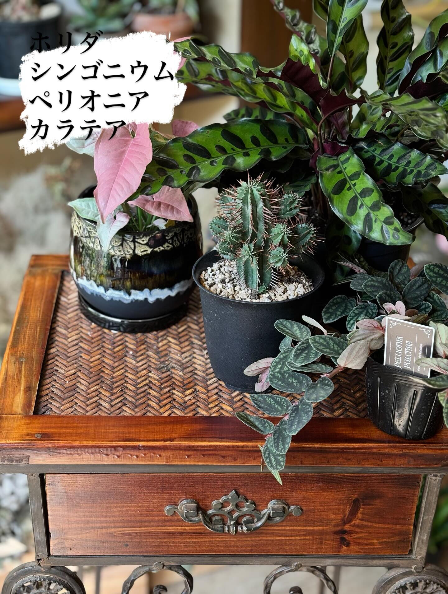 本日のおすすめ鉢物は、アンスリウム“リビウムルビー”