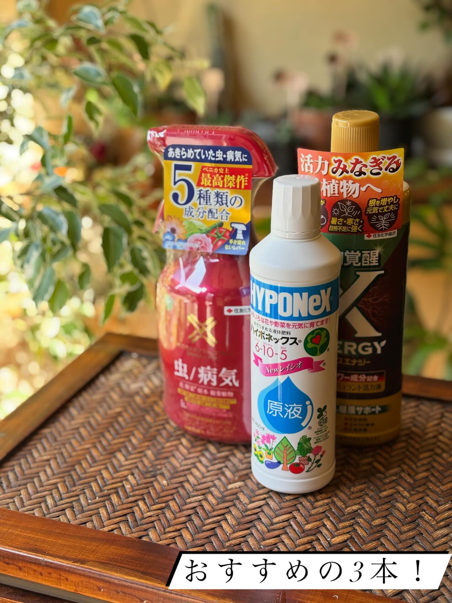 鉢物の投稿ですが、今回は“薬品と肥料”のお話を