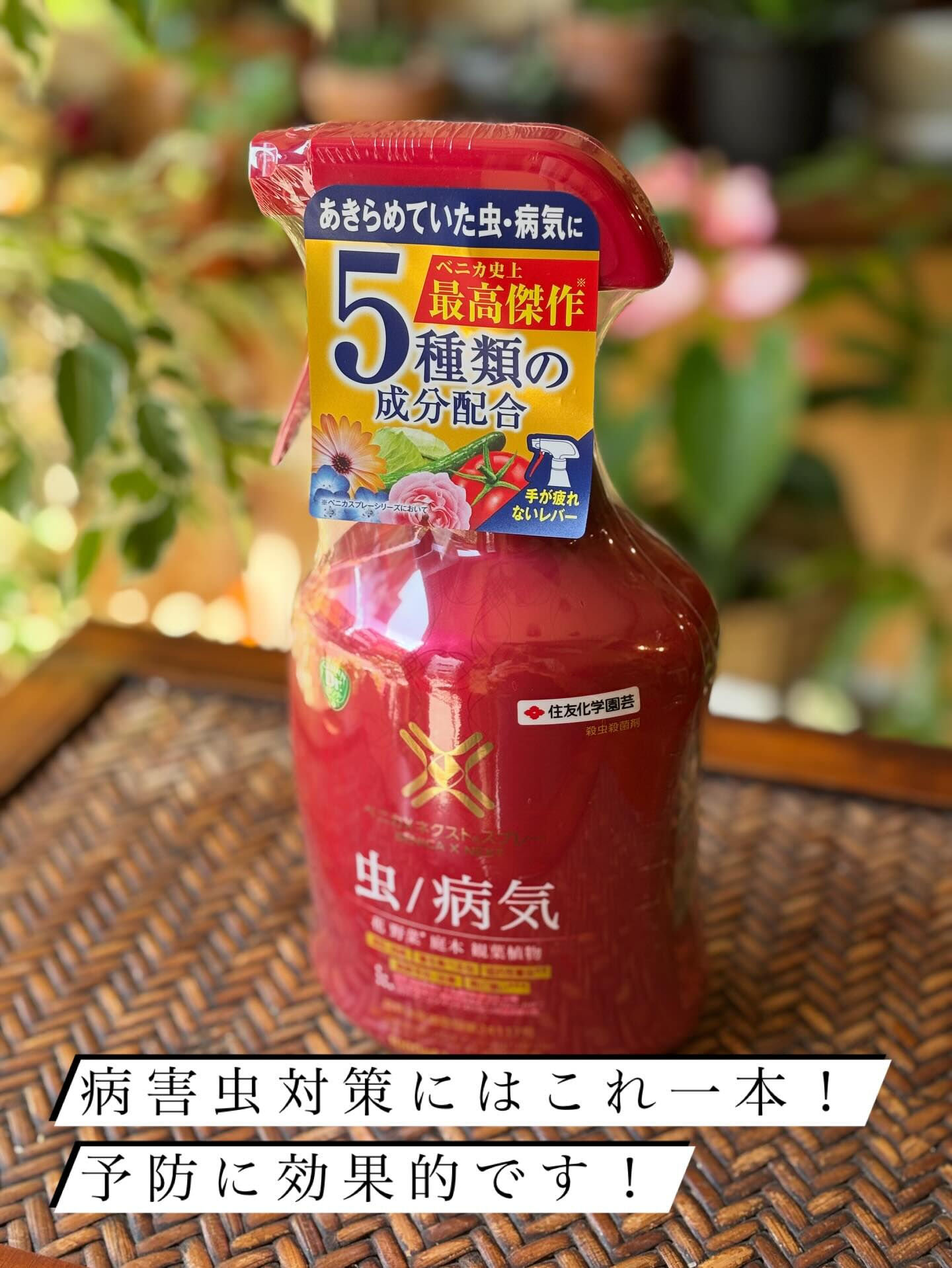 鉢物の投稿ですが、今回は“薬品と肥料”のお話を