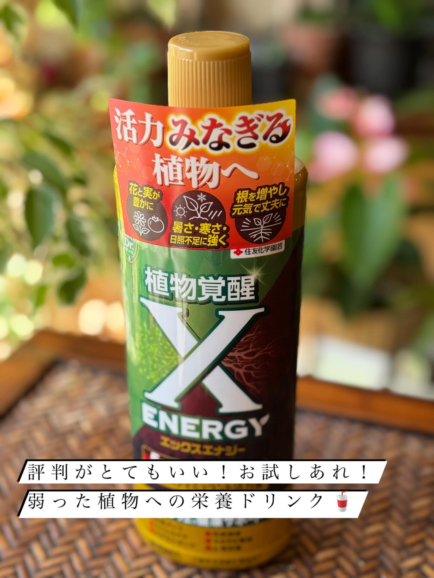 鉢物の投稿ですが、今回は“薬品と肥料”のお話を