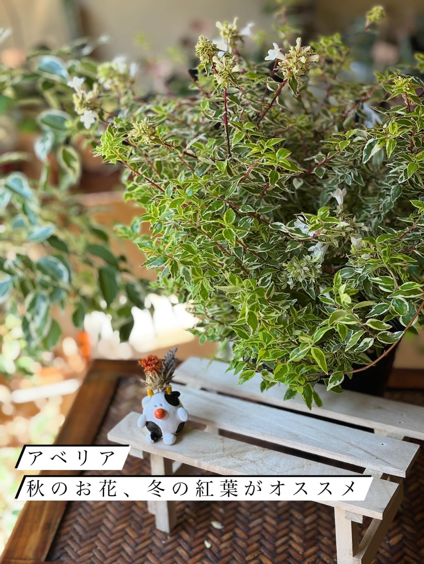 鉢物の投稿ですが、今回は“薬品と肥料”のお話を