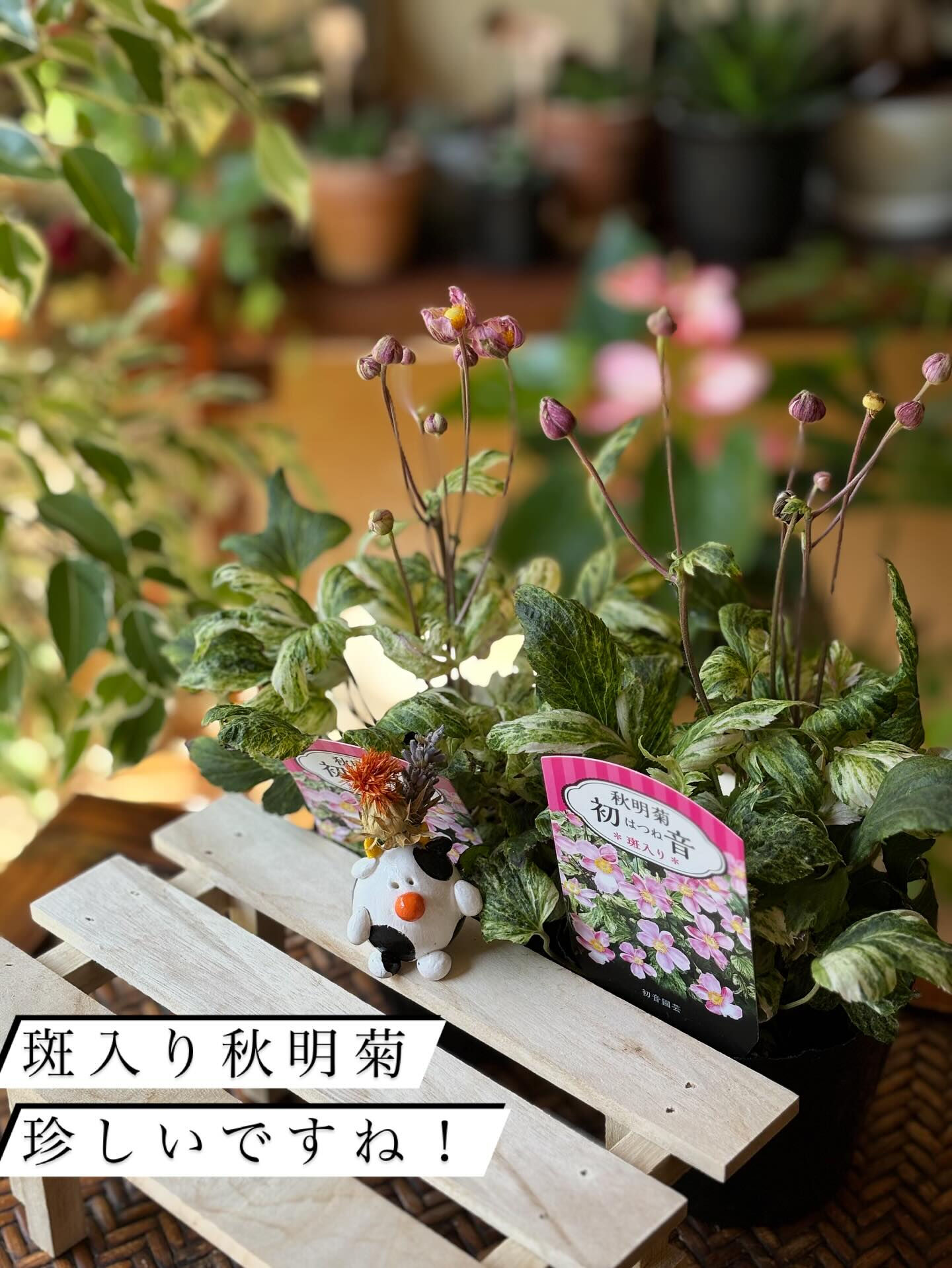 鉢物の投稿ですが、今回は“薬品と肥料”のお話を