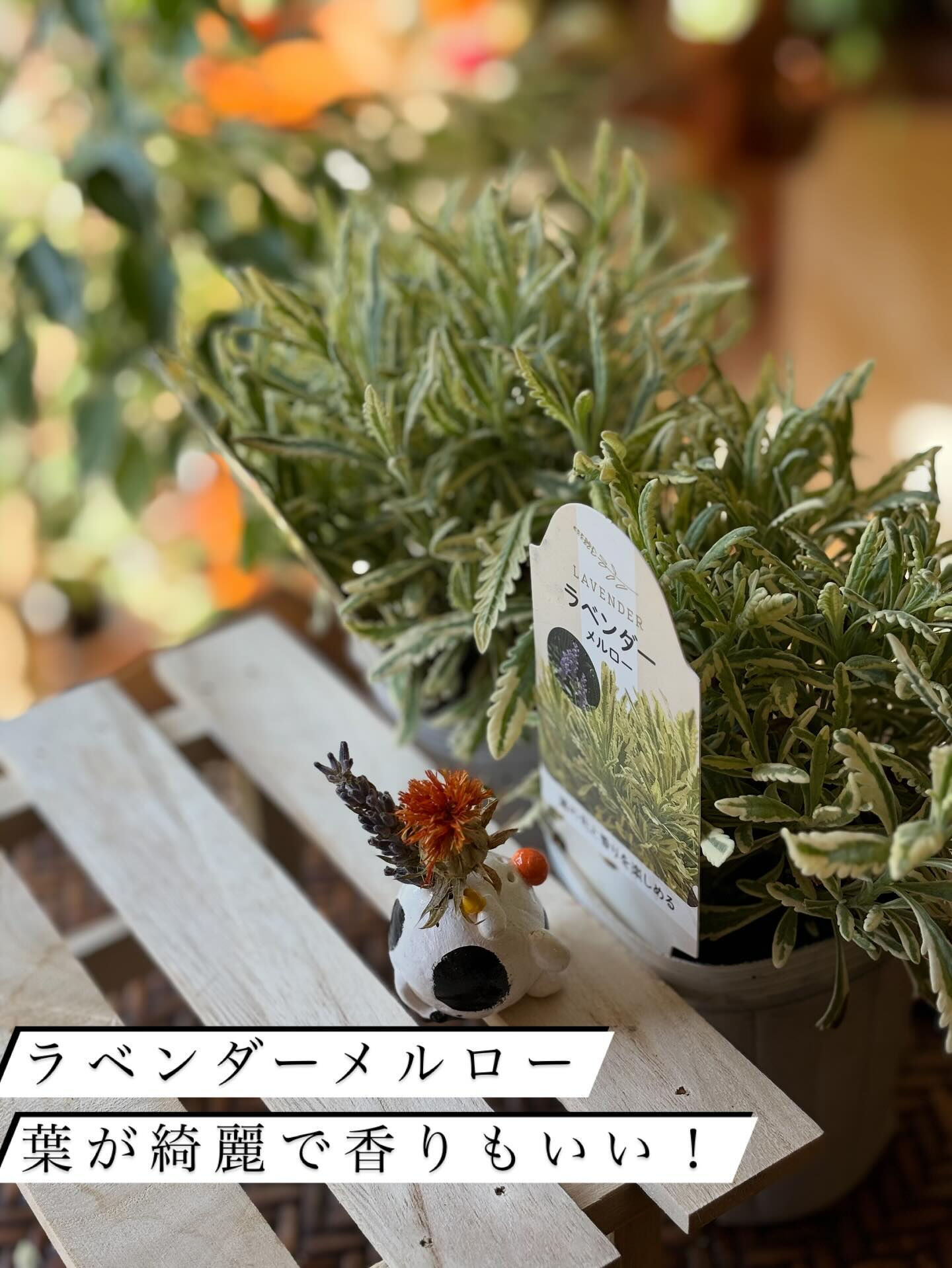 鉢物の投稿ですが、今回は“薬品と肥料”のお話を