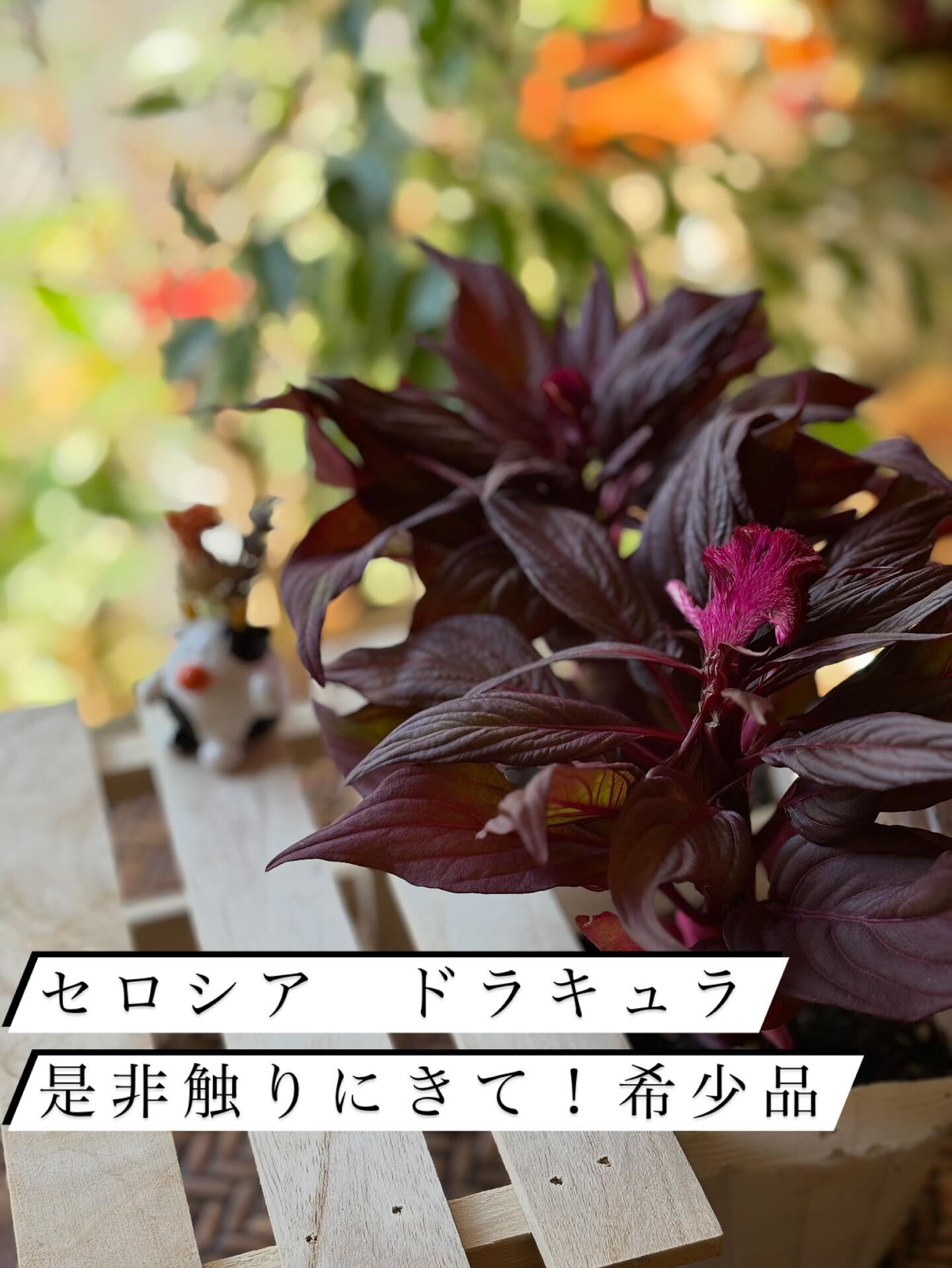 鉢物の投稿ですが、今回は“薬品と肥料”のお話を