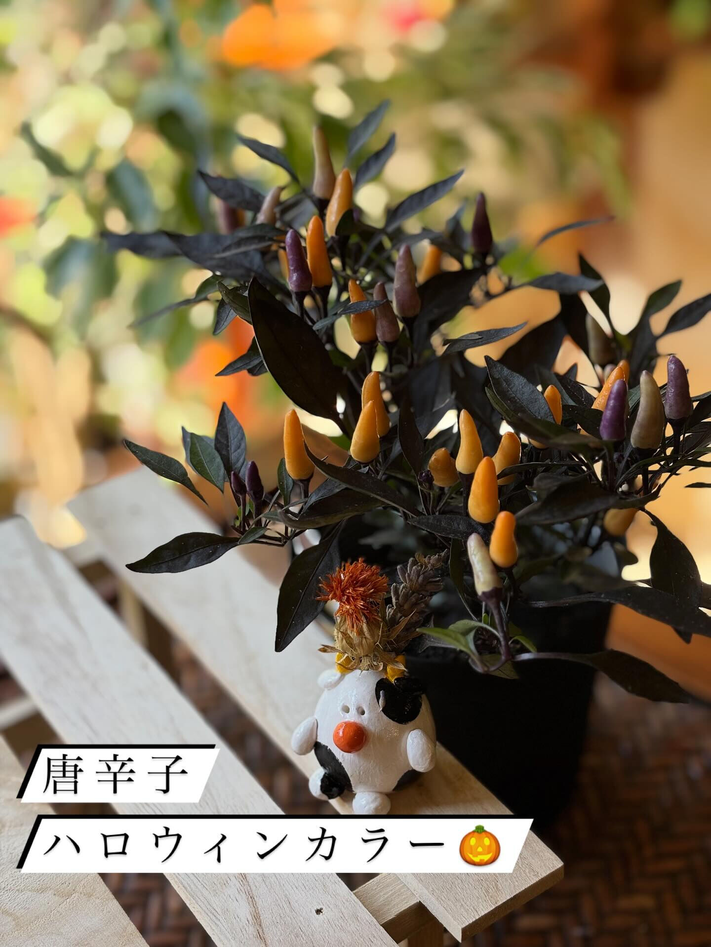 鉢物の投稿ですが、今回は“薬品と肥料”のお話を