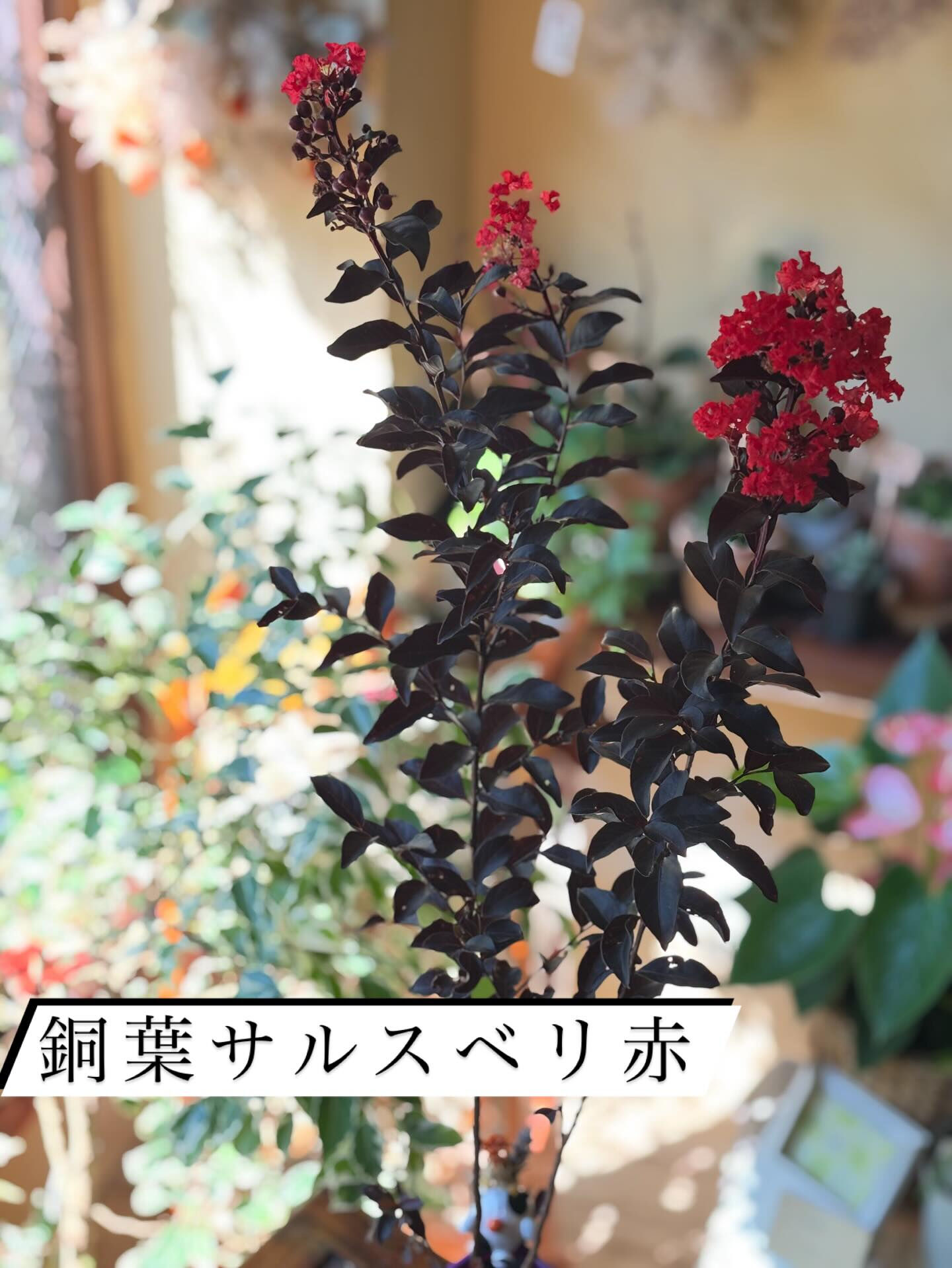 鉢物の投稿ですが、今回は“薬品と肥料”のお話を