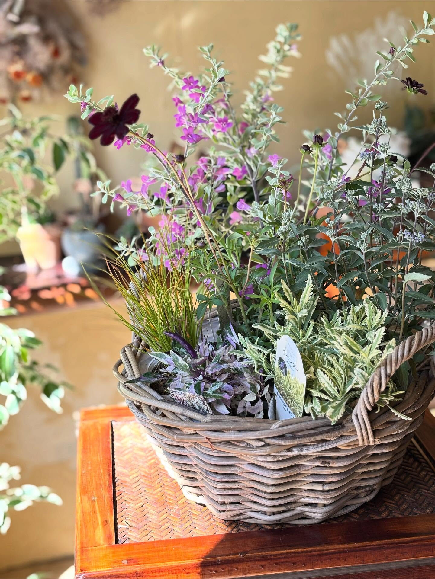 鉢植えいろいろ入荷しました🪴