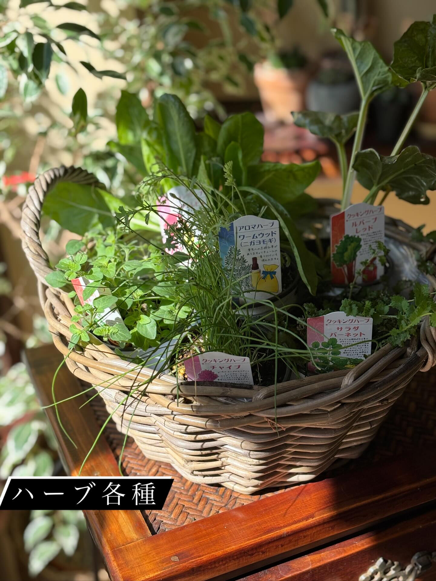 鉢植えいろいろ入荷しました🪴