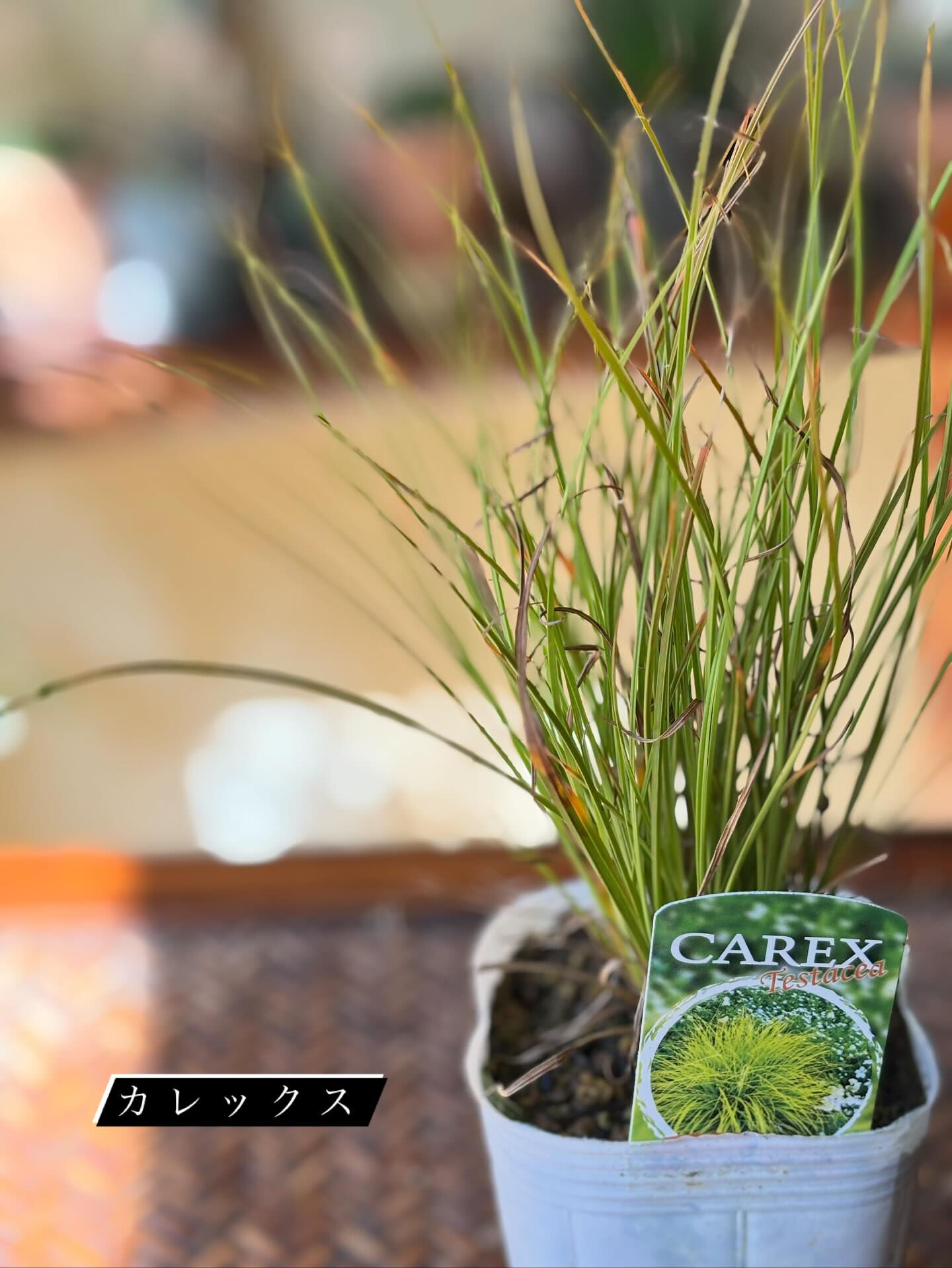 鉢植えいろいろ入荷しました🪴