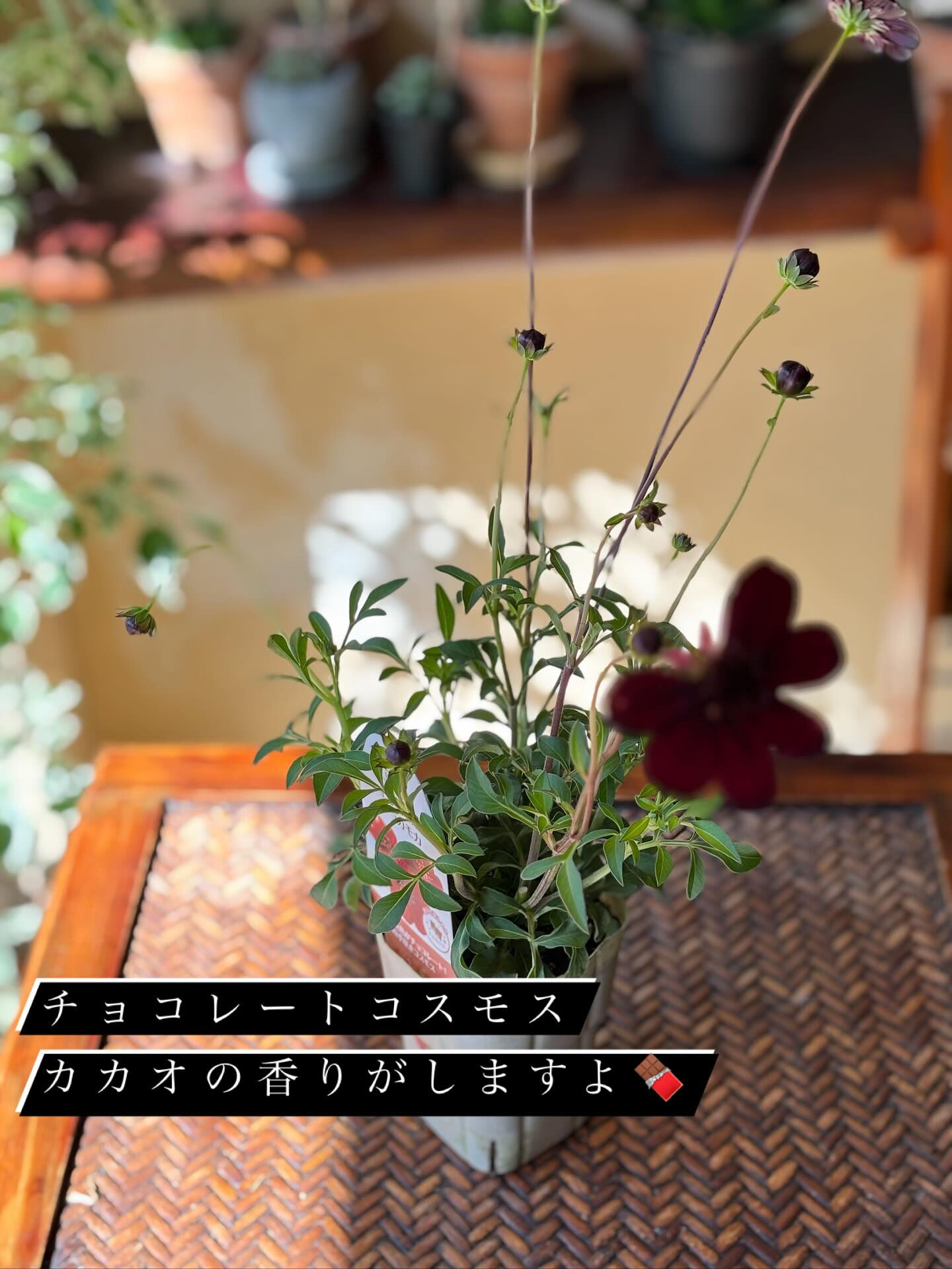 鉢植えいろいろ入荷しました🪴