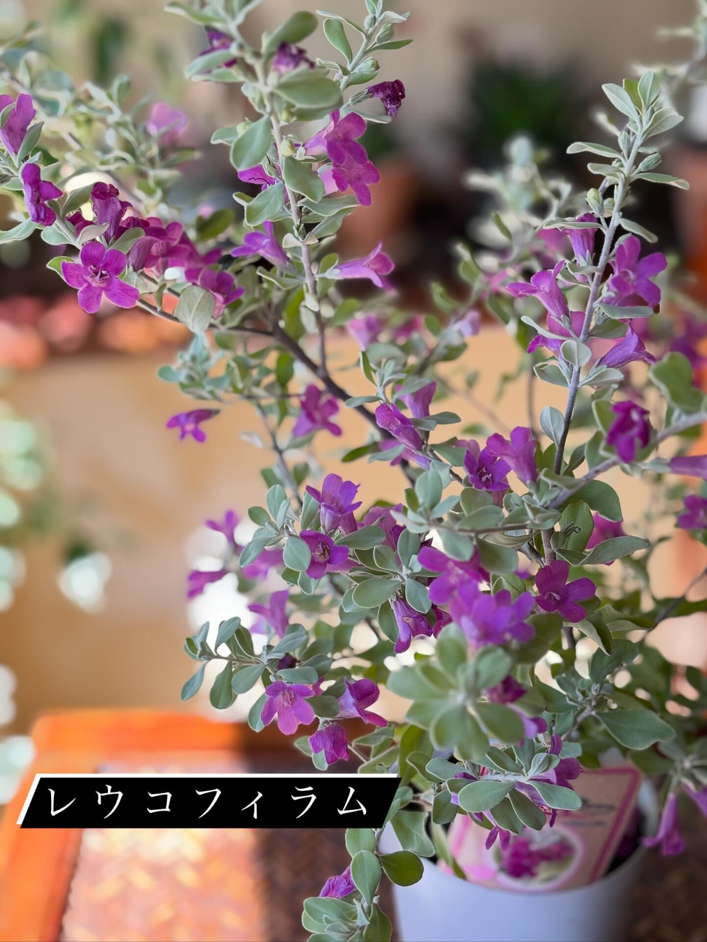 鉢植えいろいろ入荷しました🪴