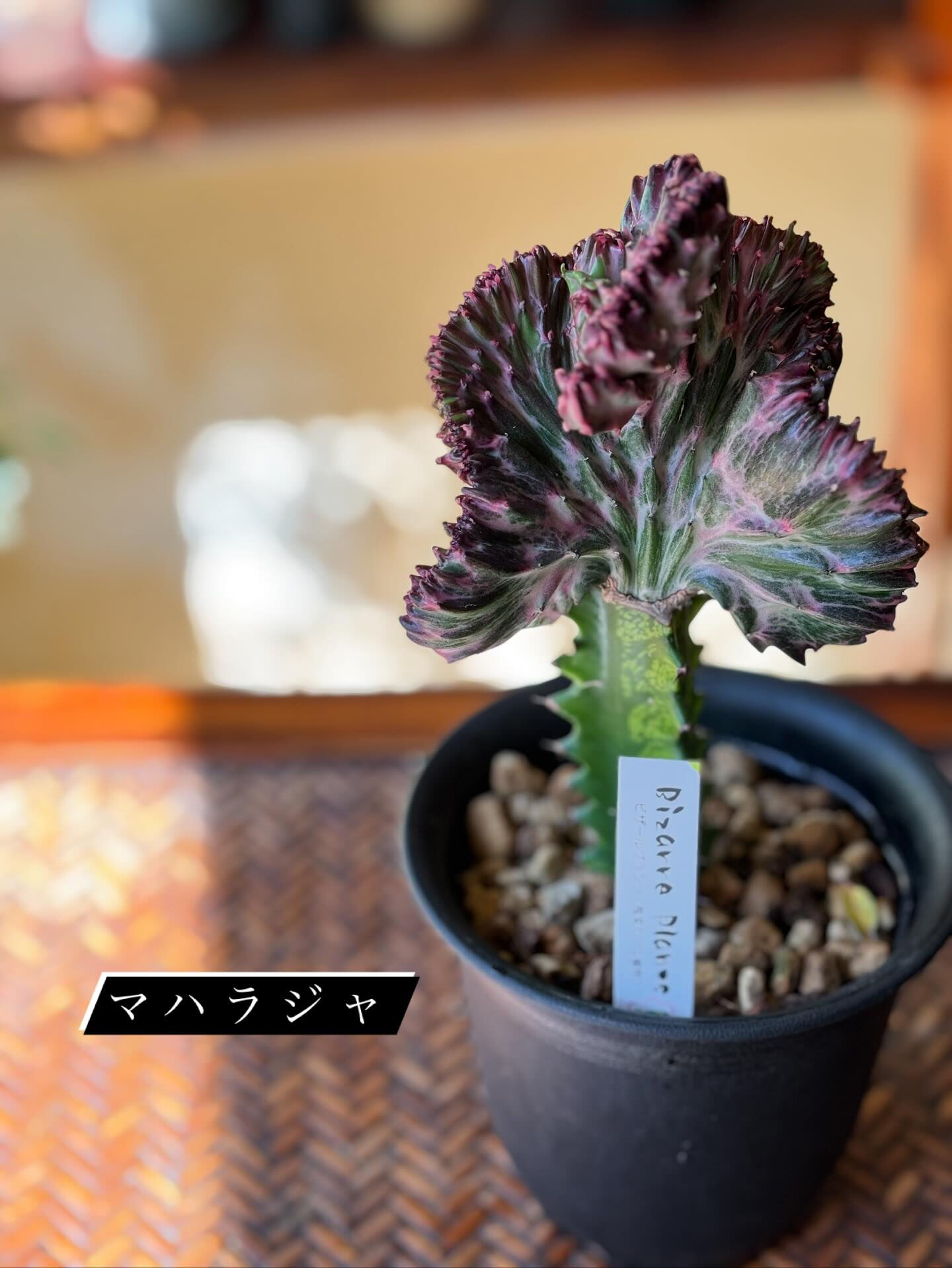 鉢植えいろいろ入荷しました🪴