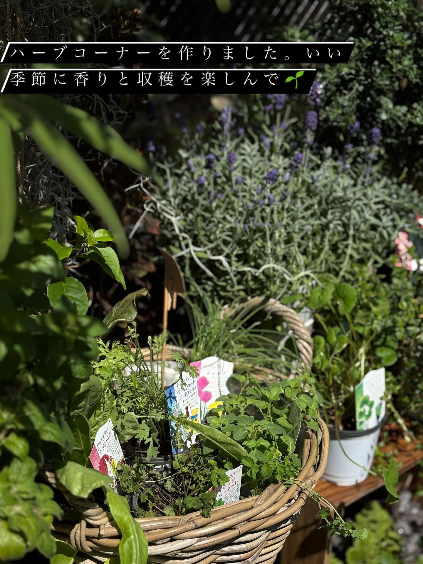 鉢植えいろいろ入荷しました🪴