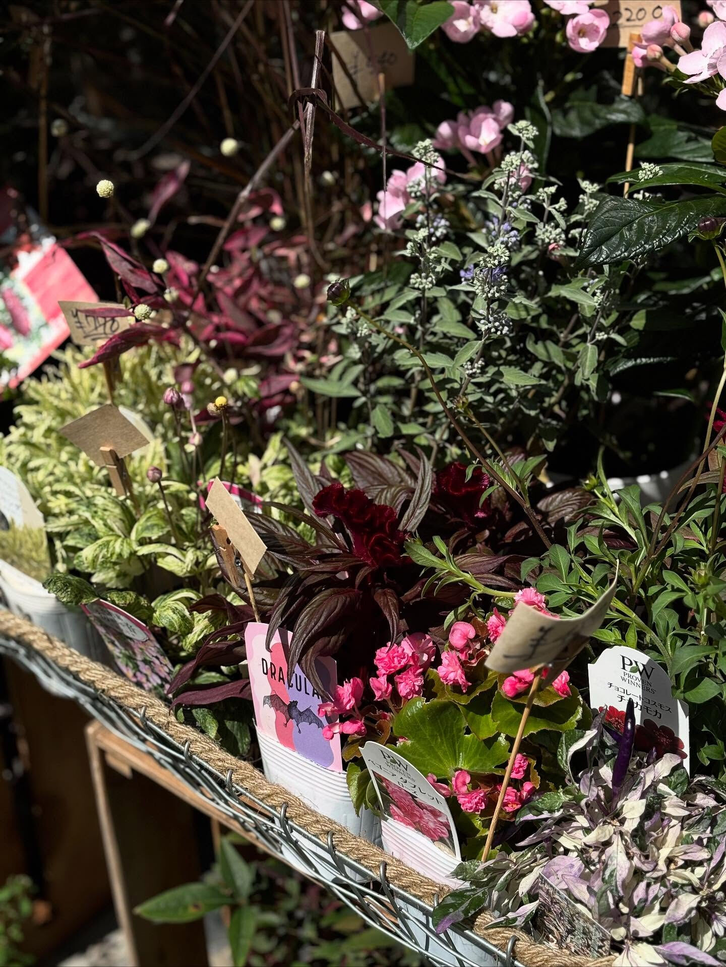 鉢植えいろいろ入荷しました🪴