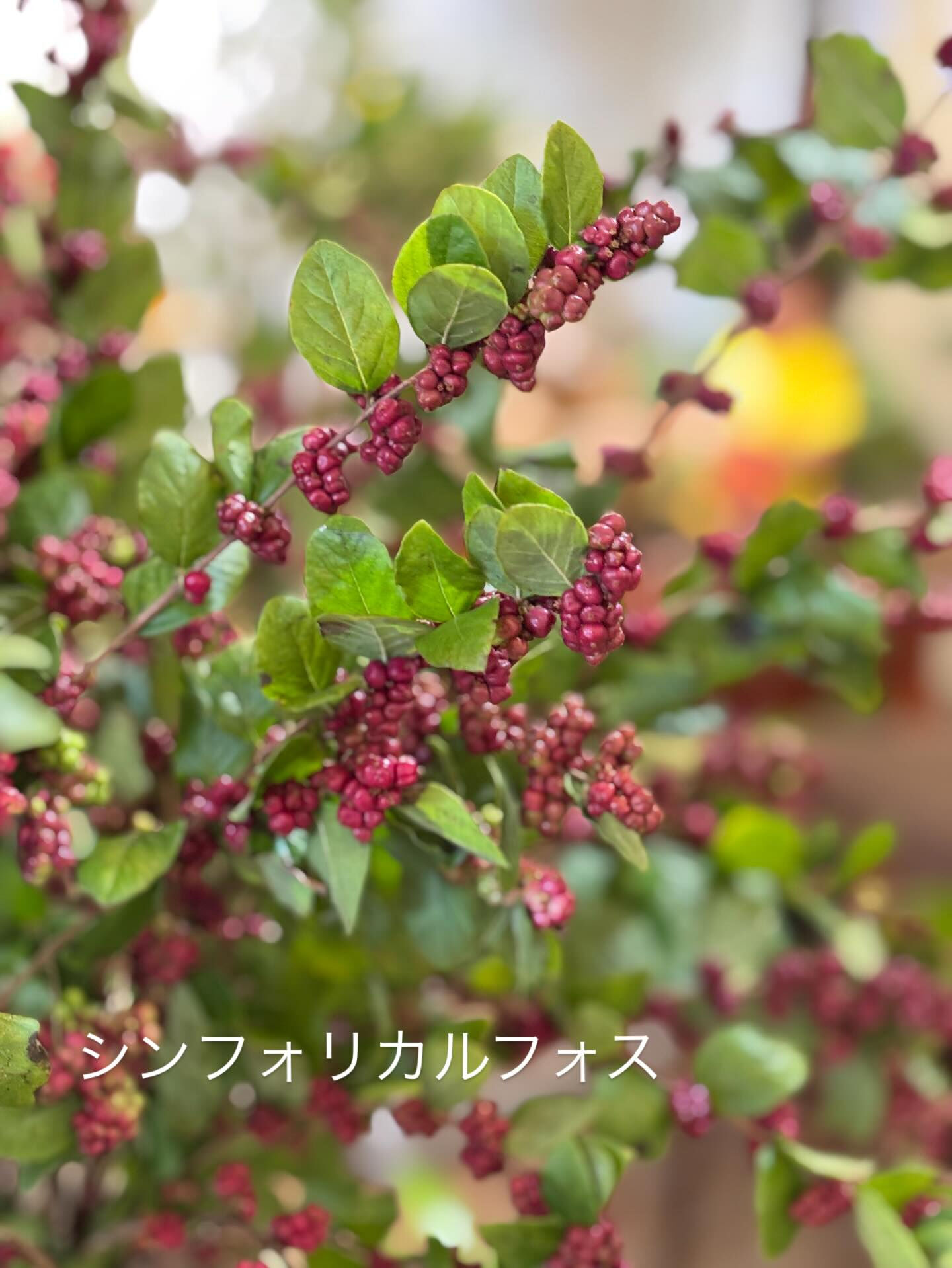 🍂 秋のお花、入荷しました