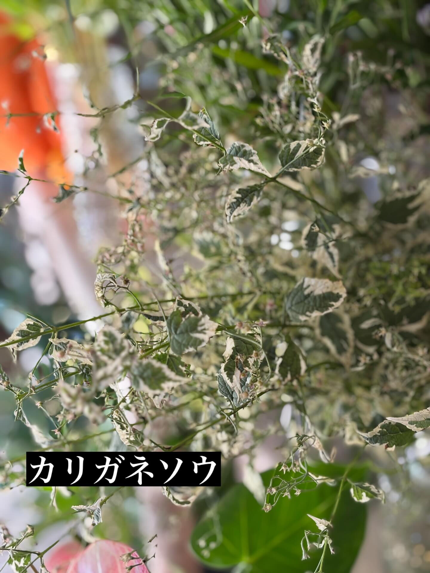 🍂 秋のお花、入荷しました