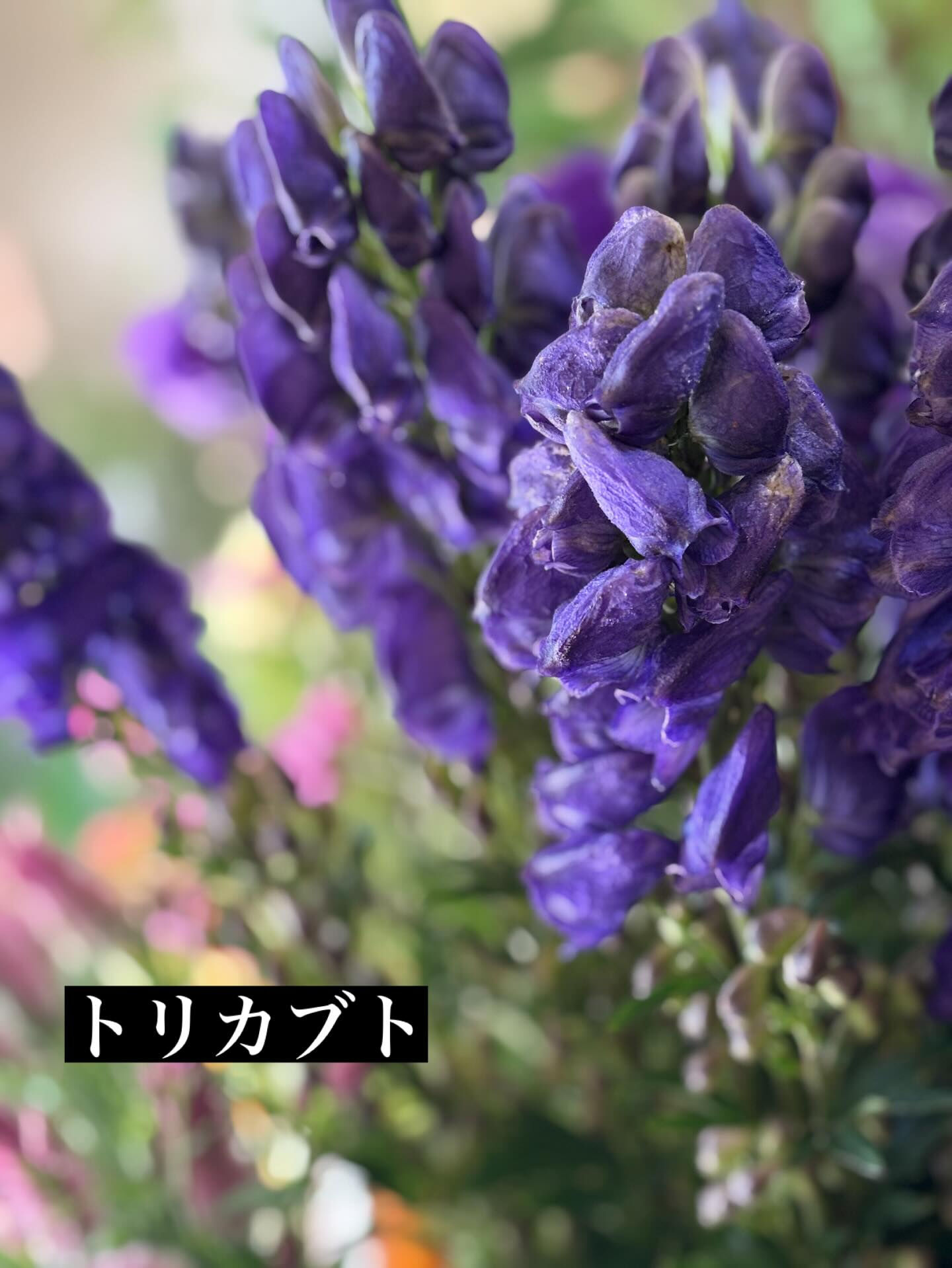 🍂 秋のお花、入荷しました
