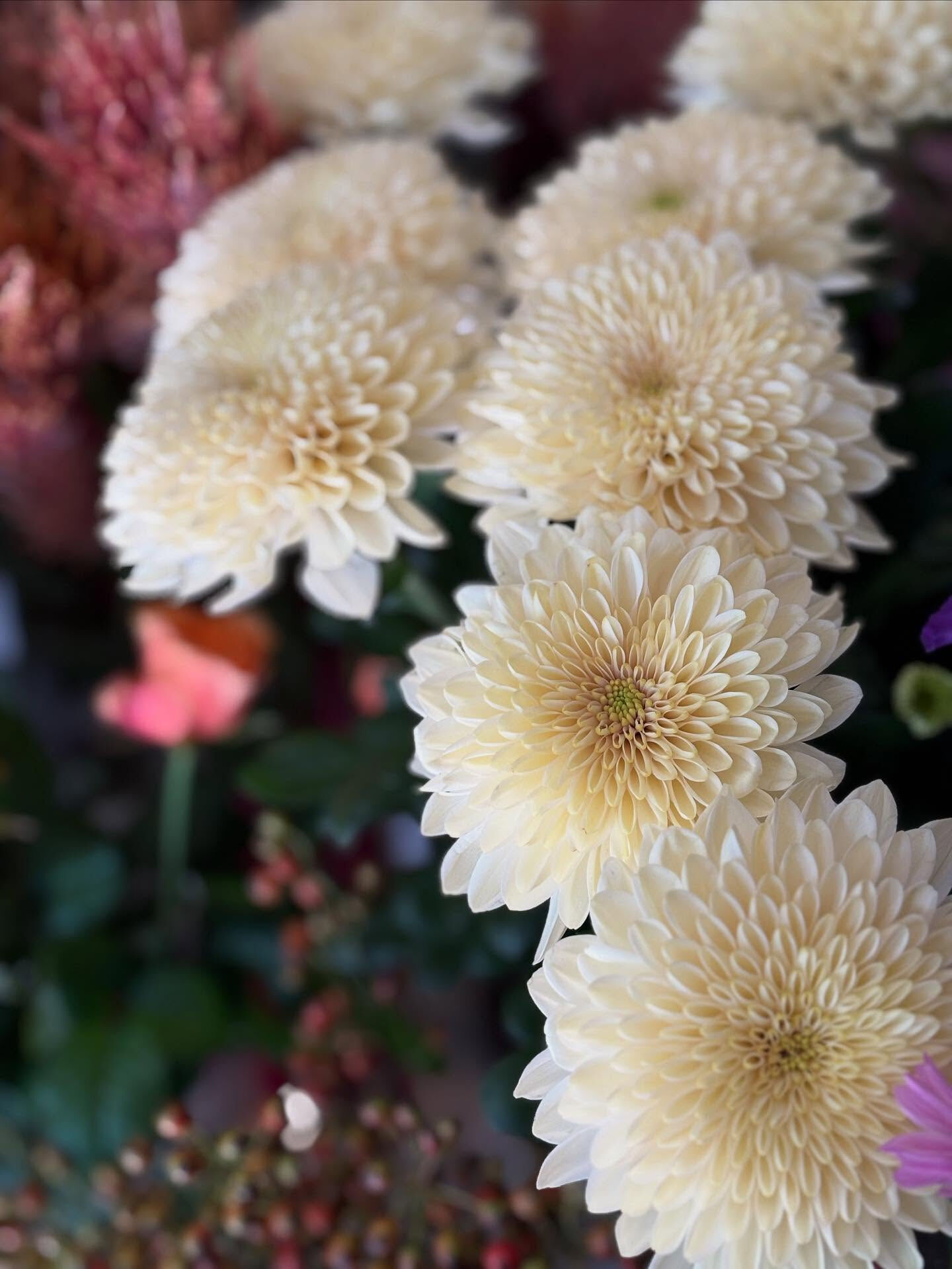 🍂 秋のお花、入荷しました