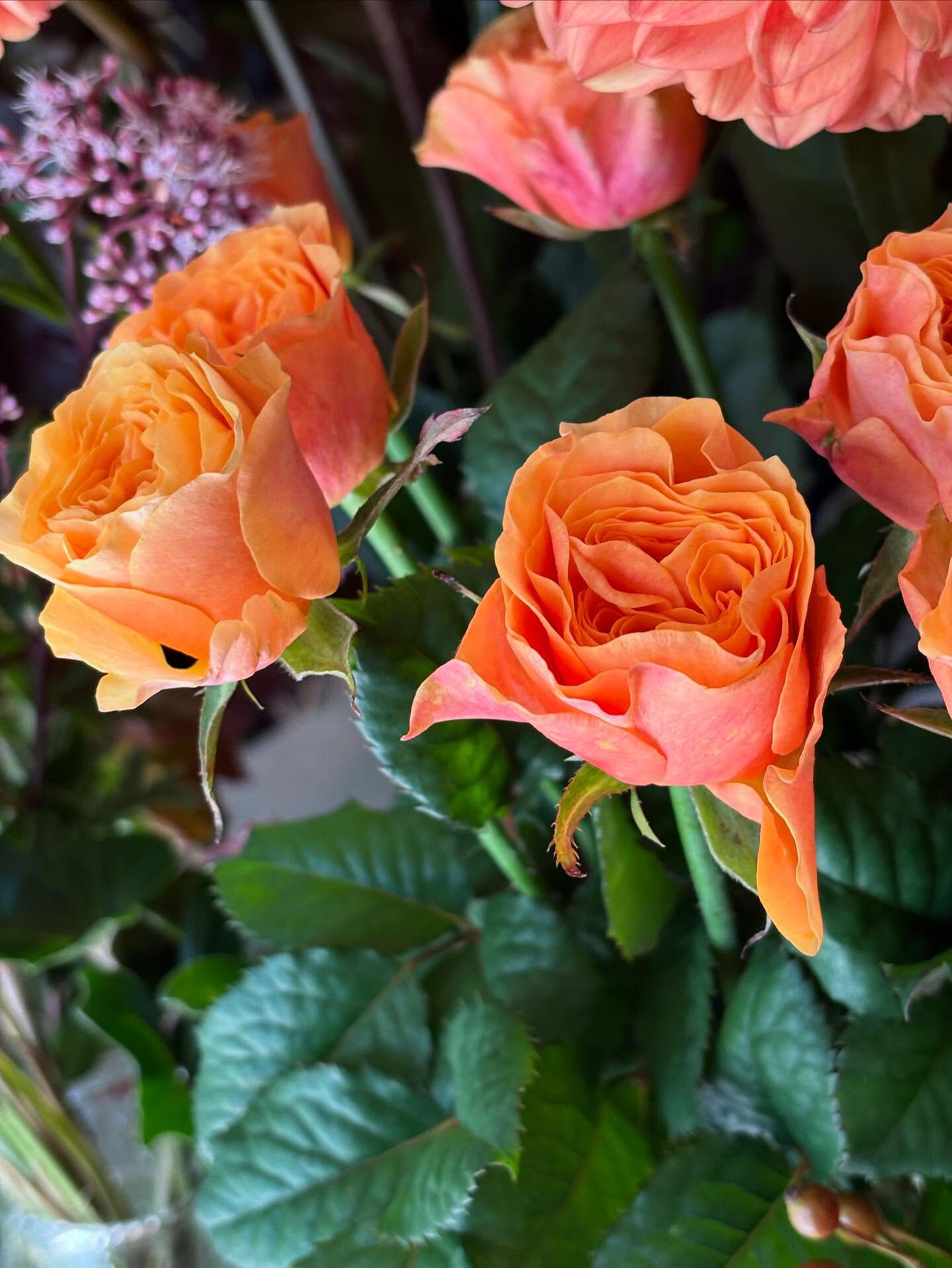 🍂 秋のお花、入荷しました