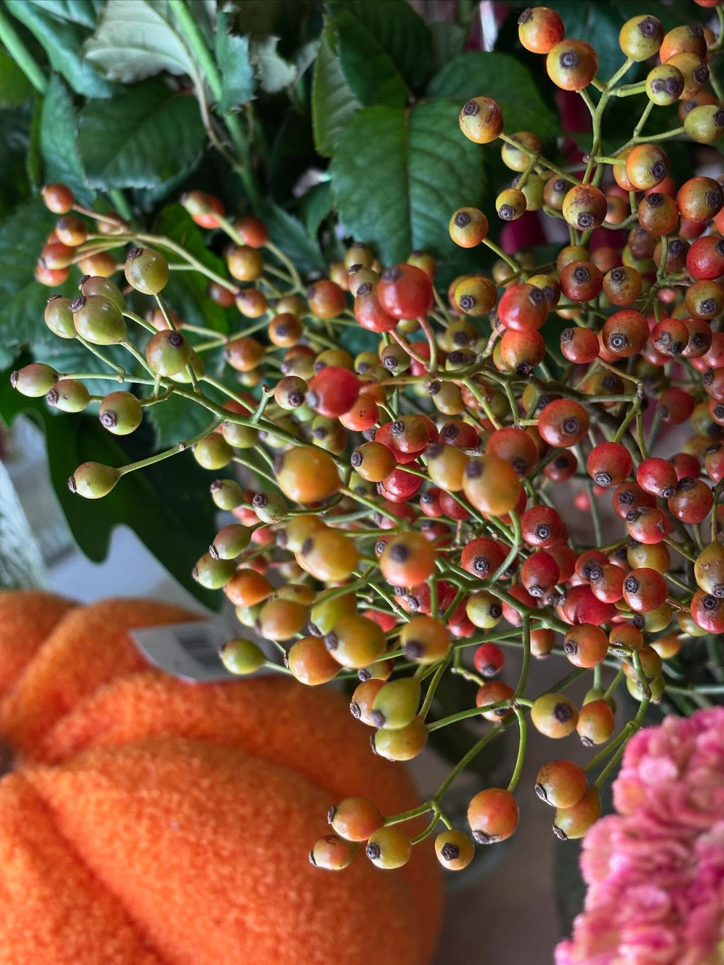 🍂 秋のお花、入荷しました