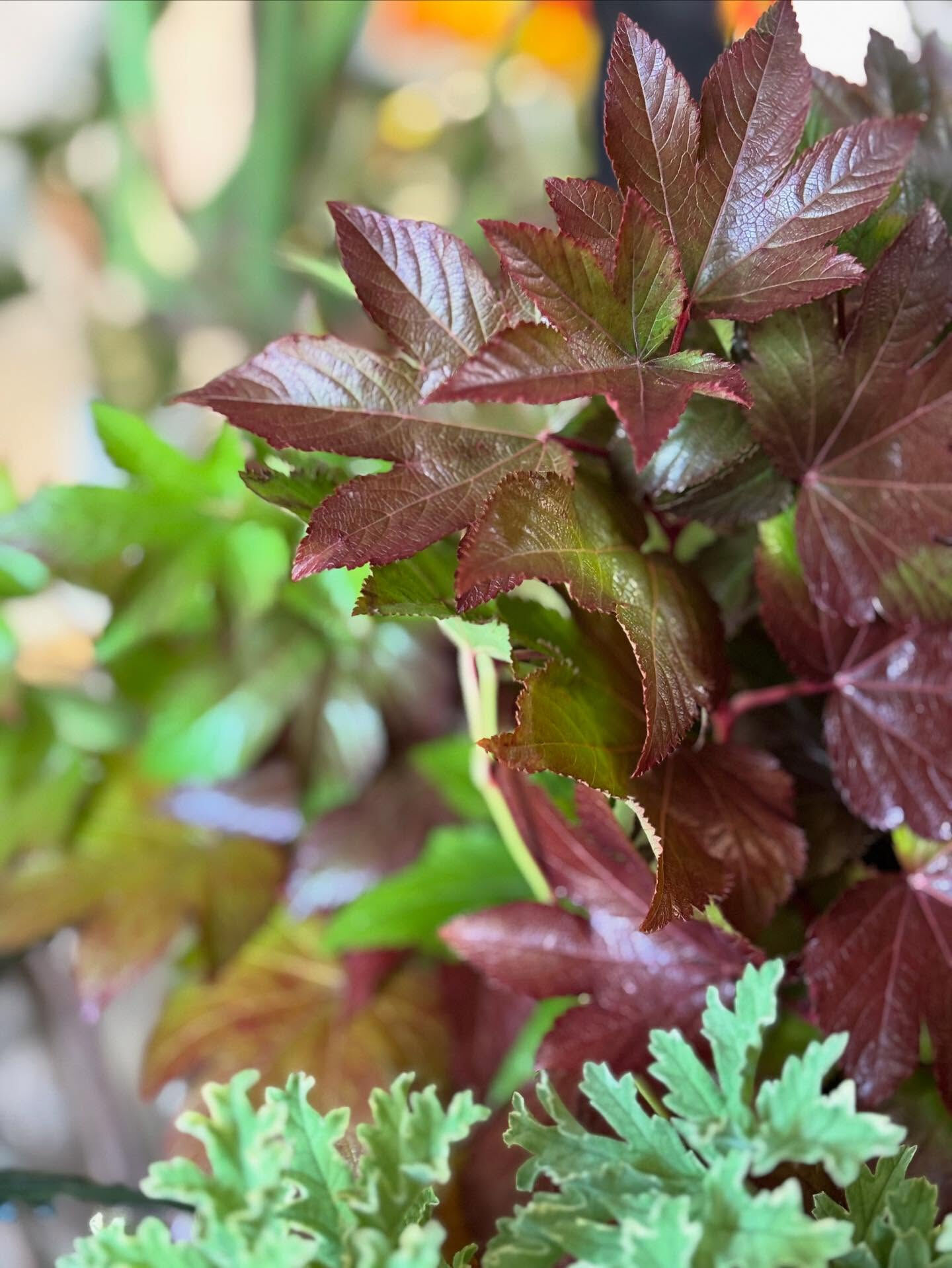 🍂 秋のお花、入荷しました
