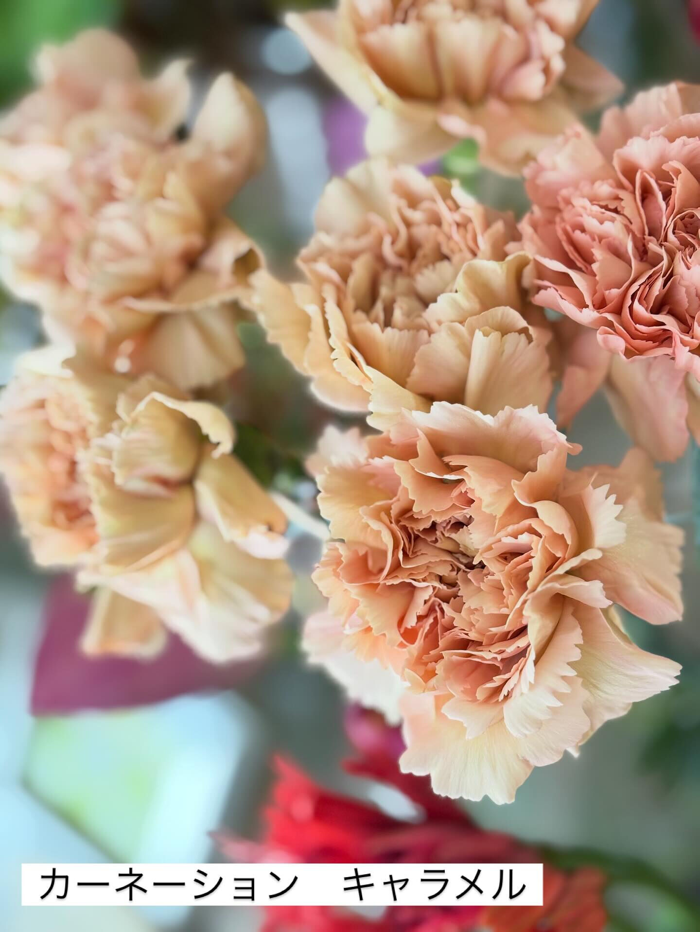 ガーデンシクラメンが入荷しました！
