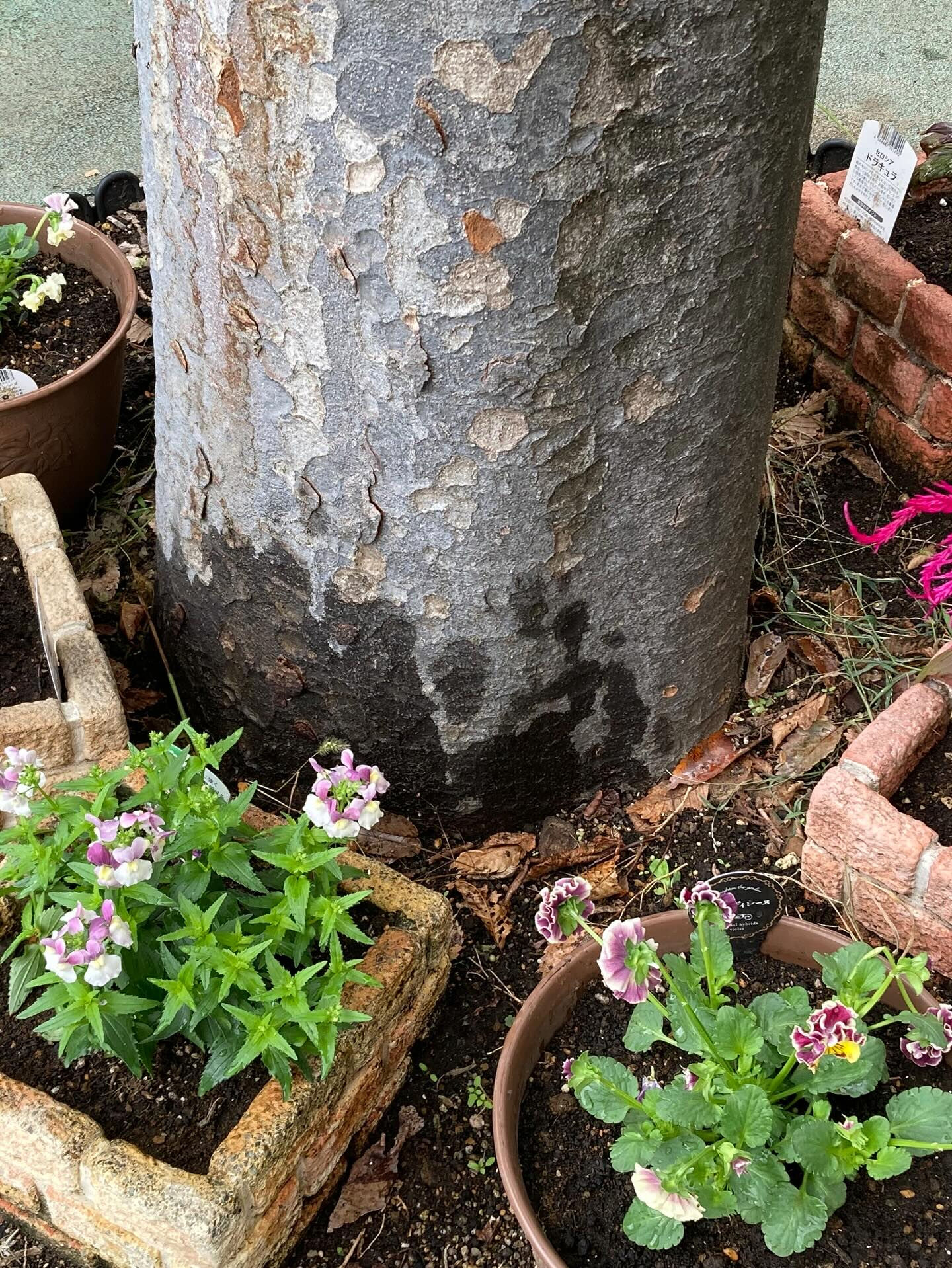 👧🌱 幼稚園の植栽を担当しました