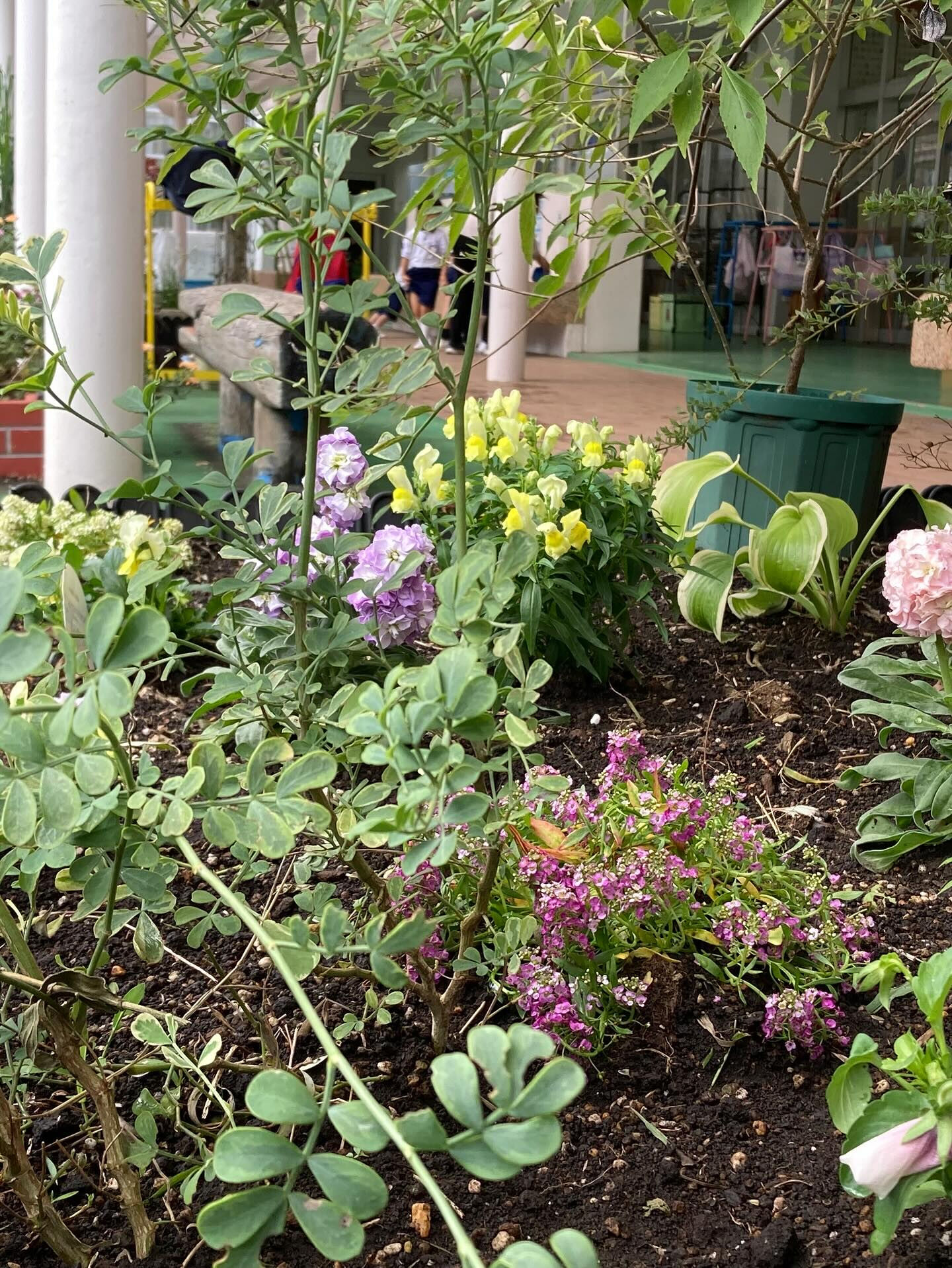 👧🌱 幼稚園の植栽を担当しました