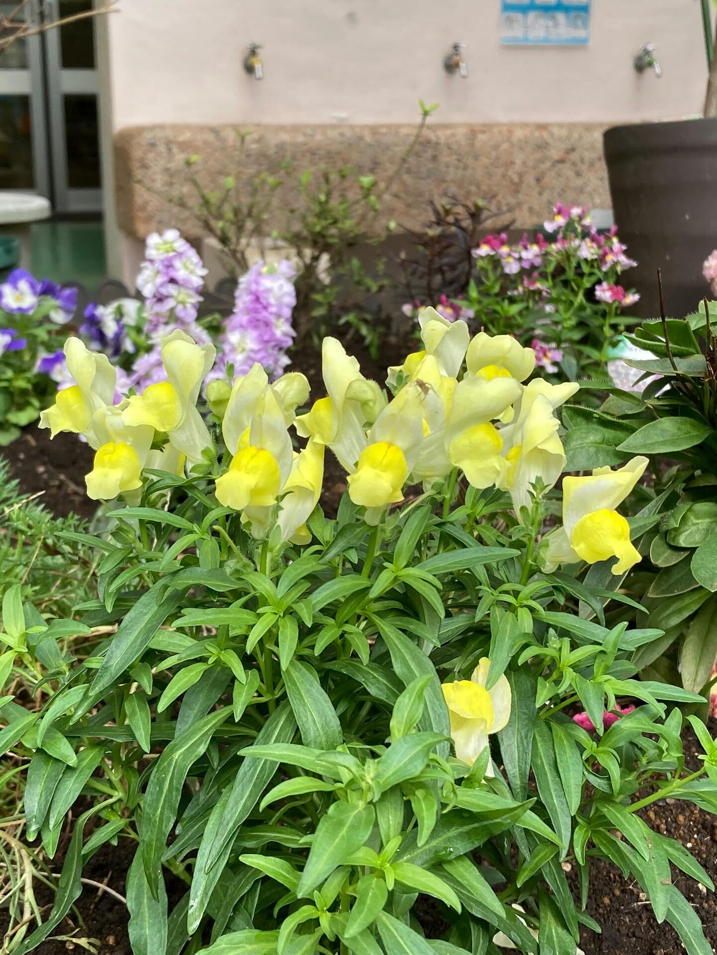 👧🌱 幼稚園の植栽を担当しました