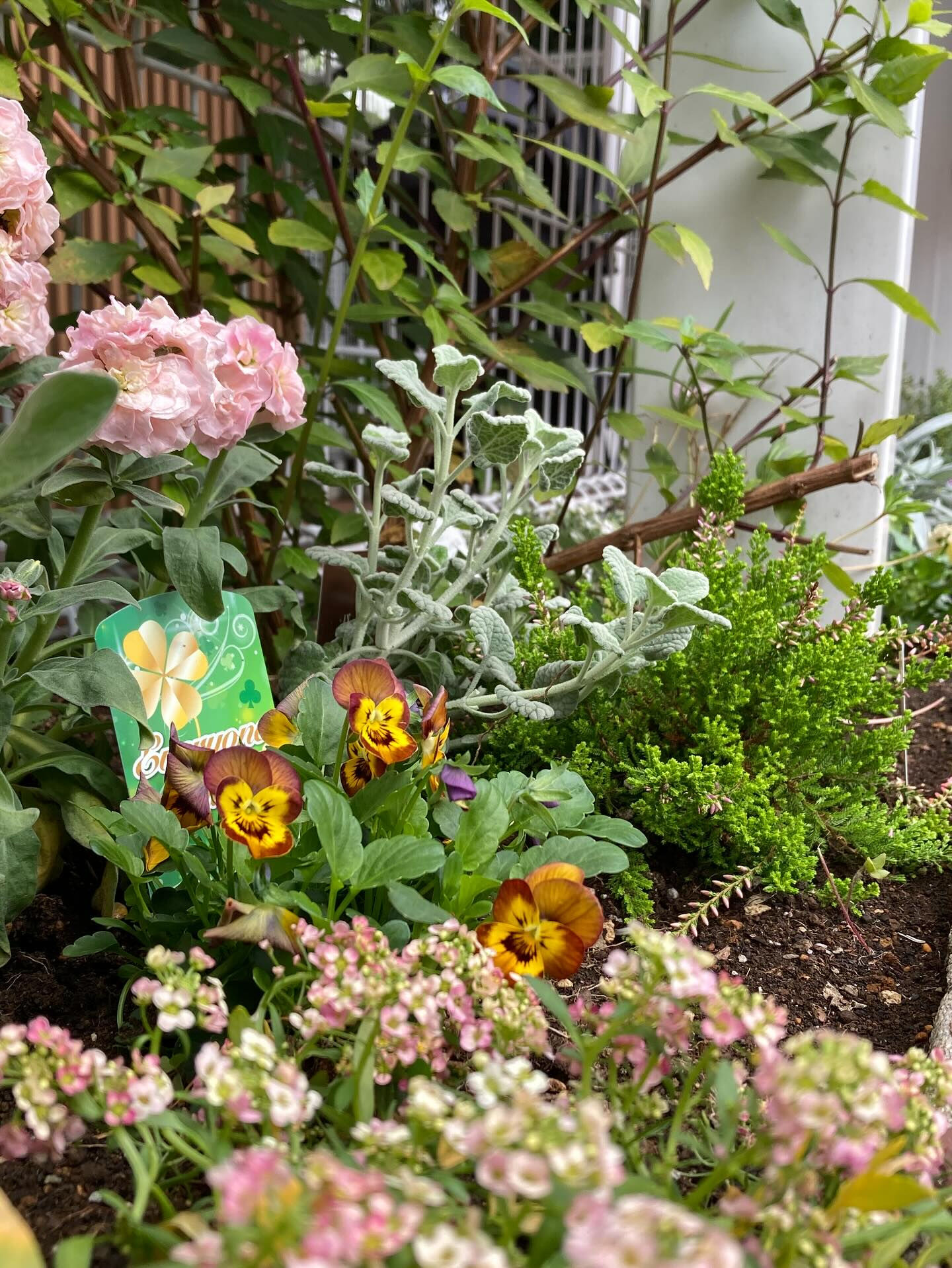 👧🌱 幼稚園の植栽を担当しました