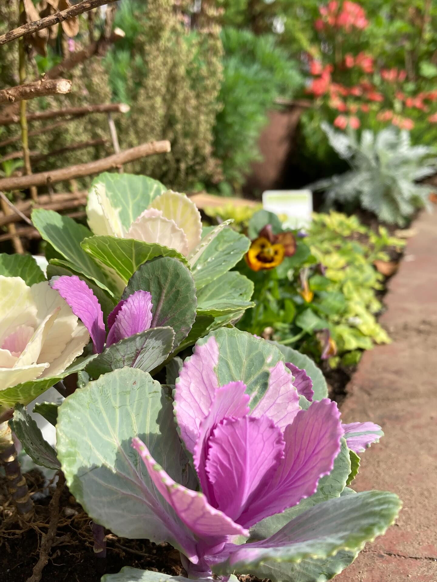 👧🌱 幼稚園の植栽を担当しました