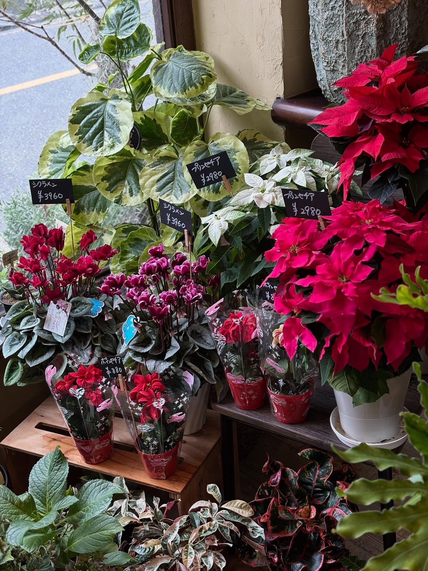 🎄 冬の鉢物が入荷しました