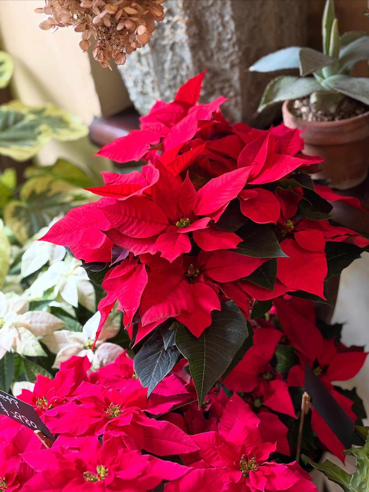 🎄 冬の鉢物が入荷しました