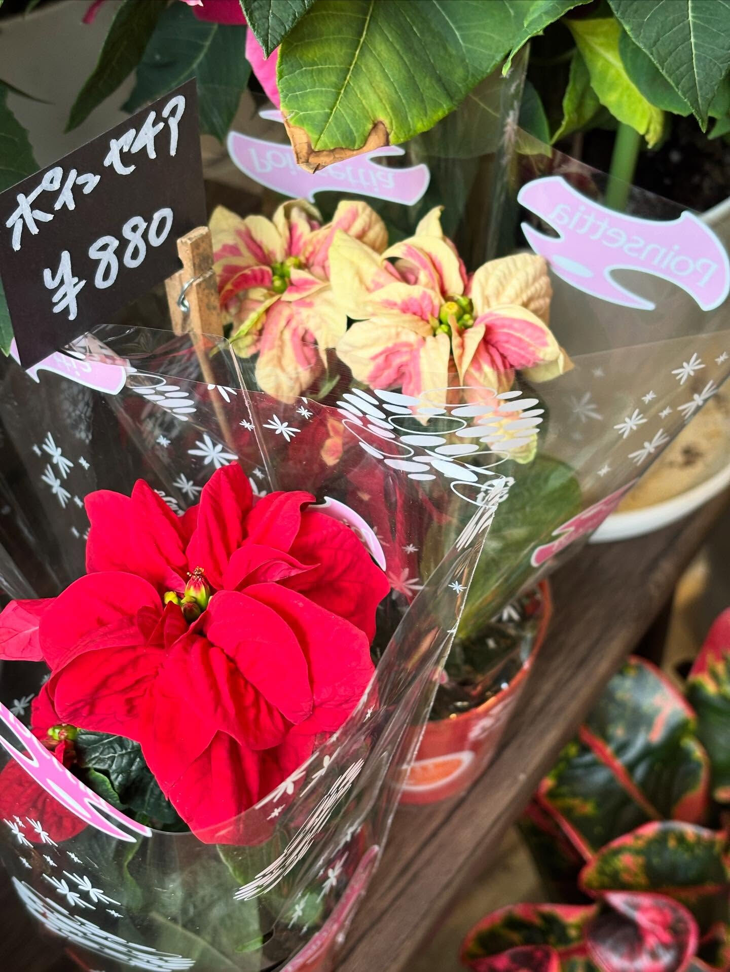 🎄 冬の鉢物が入荷しました