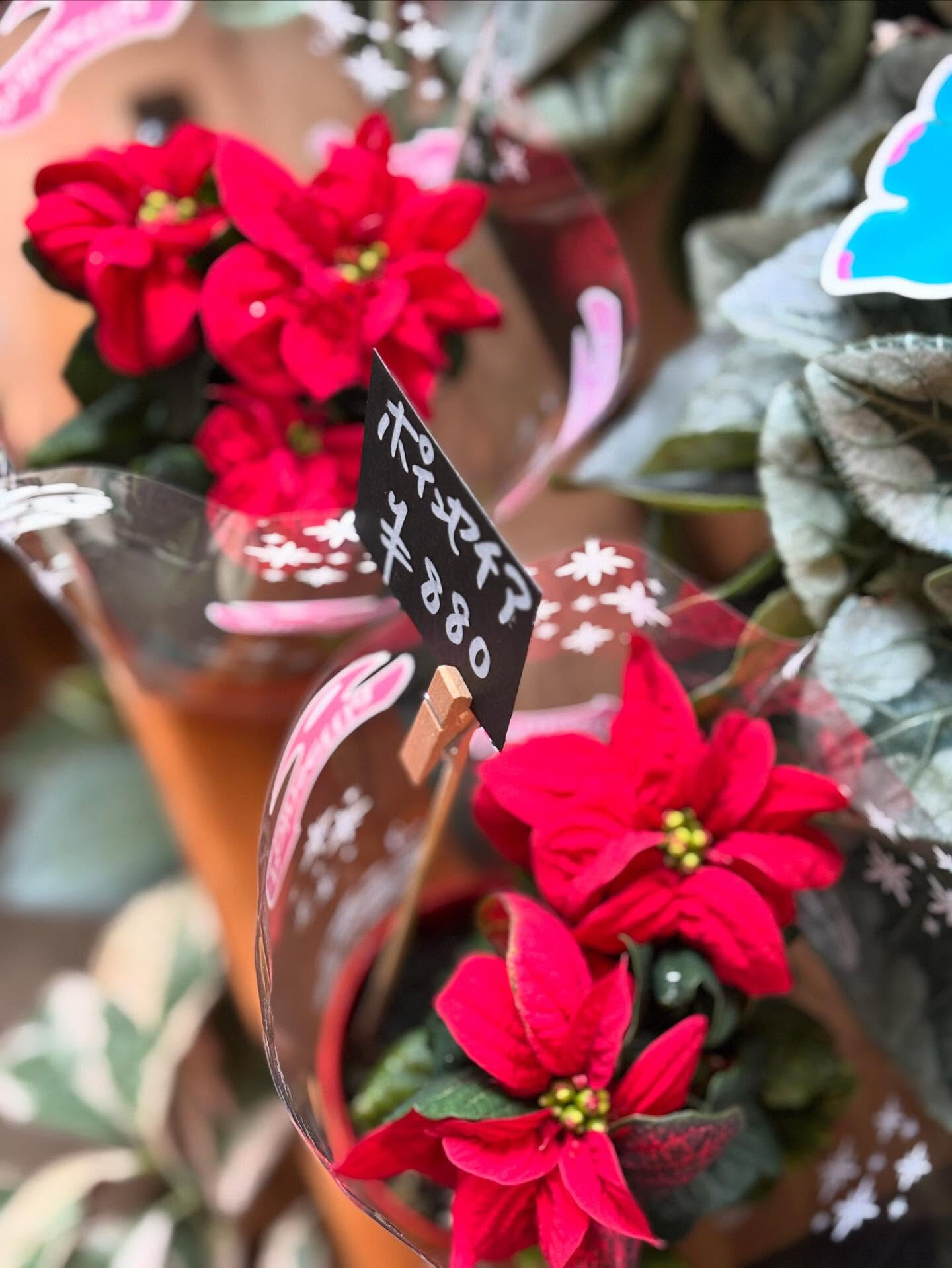 🎄 冬の鉢物が入荷しました
