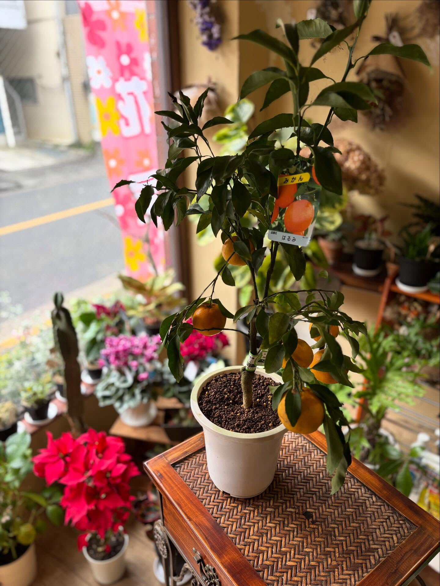 鉢もの入荷のお知らせ🪴