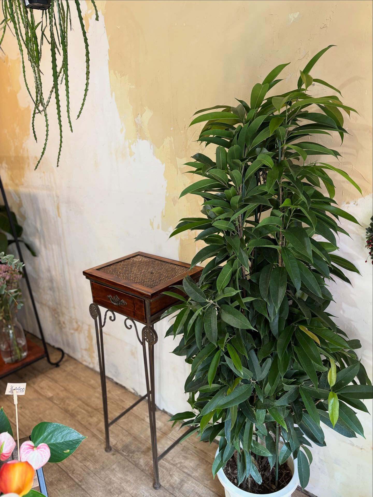 鉢もの入荷のお知らせ🪴