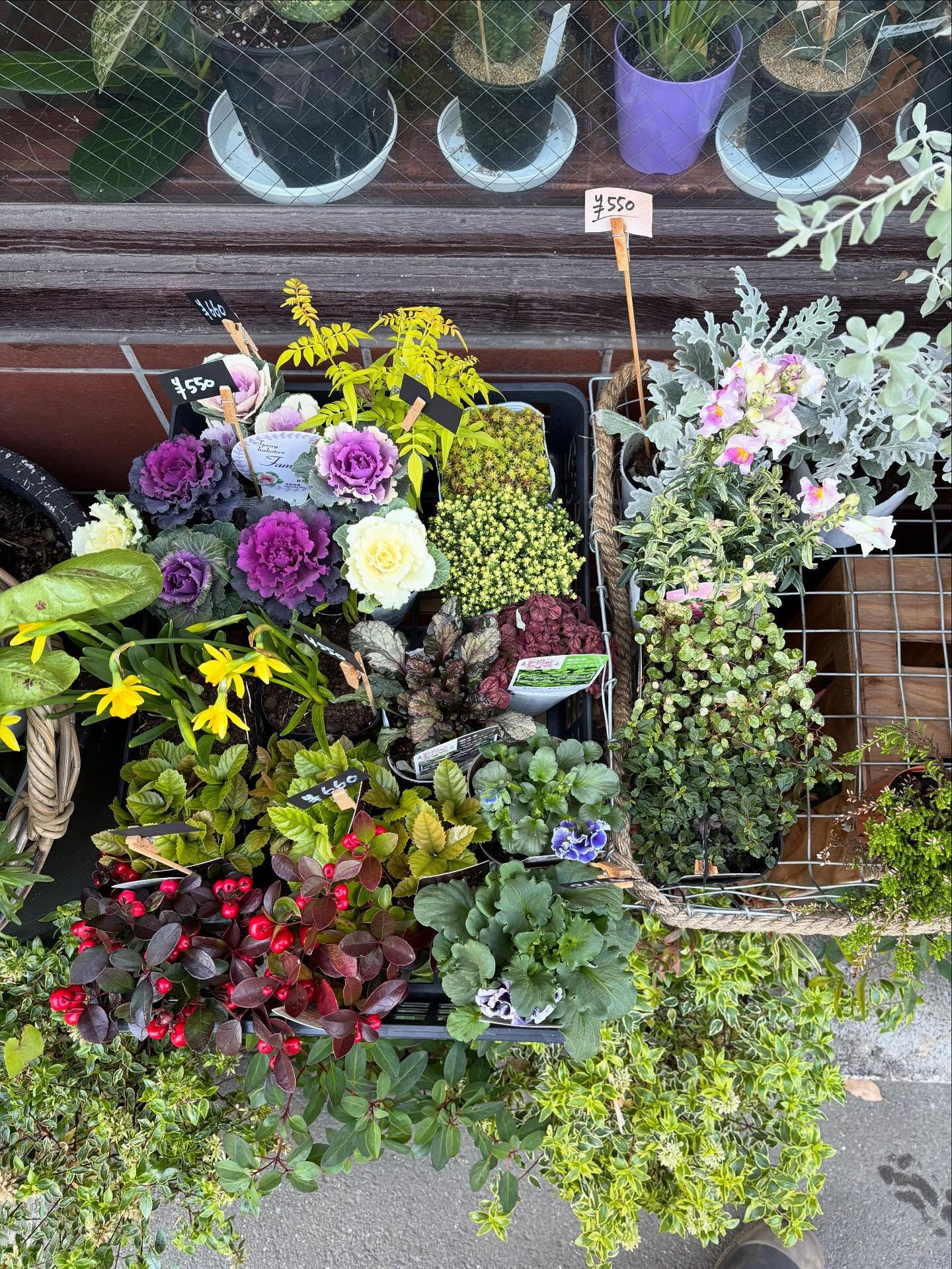 【季節の寄せ植えワークショップ】