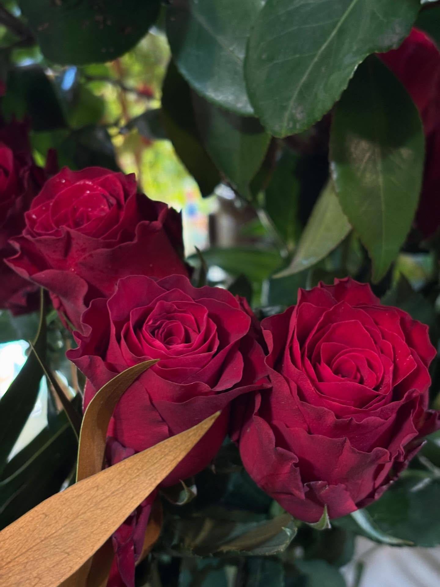 切花入荷のお知らせ💐