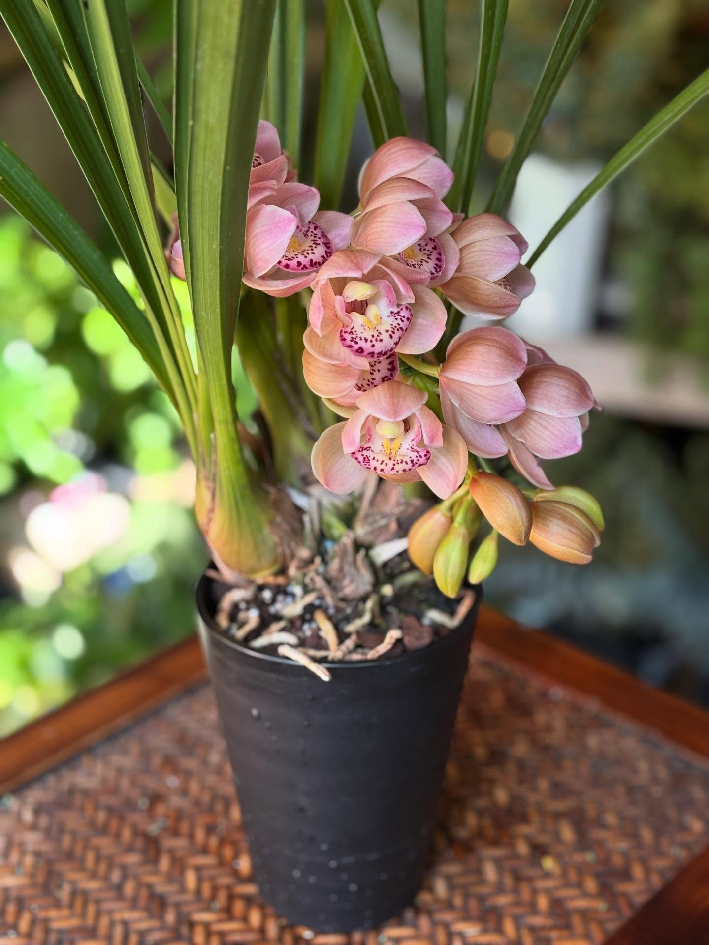 🌸シンビジューム チェリーブロッサム　1枚目