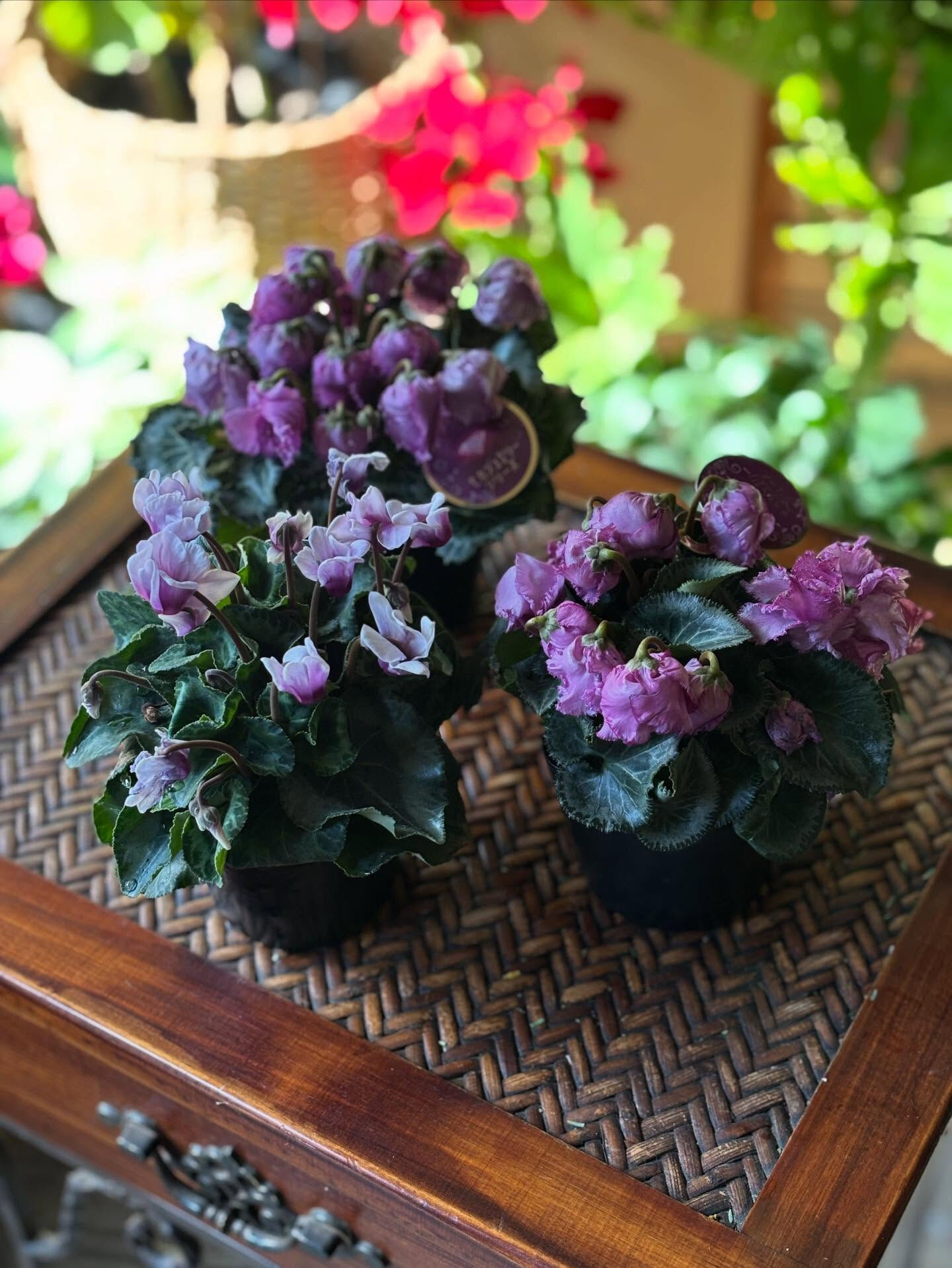🌸シンビジューム チェリーブロッサム　1枚目