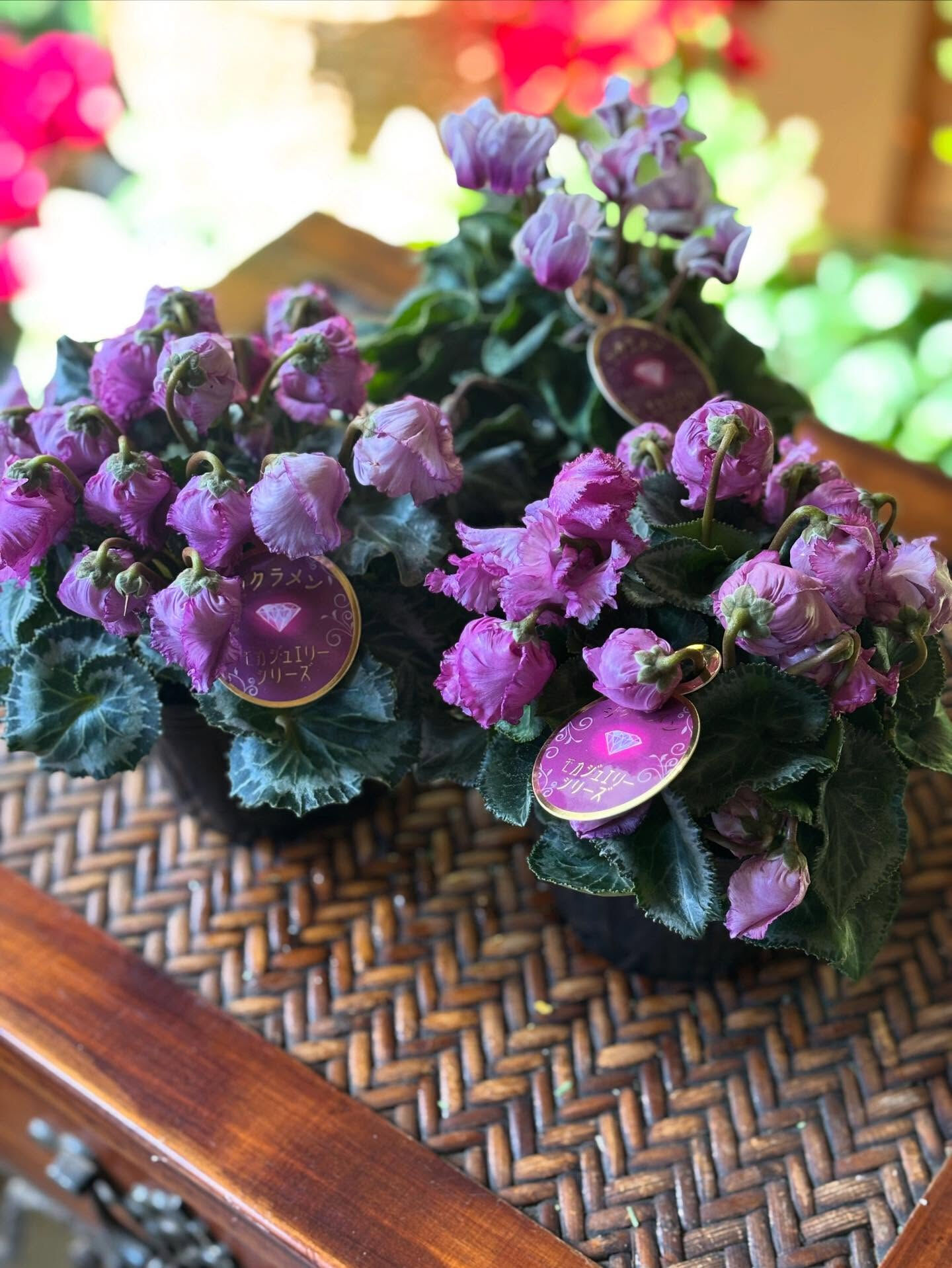 🌸シンビジューム チェリーブロッサム　1枚目