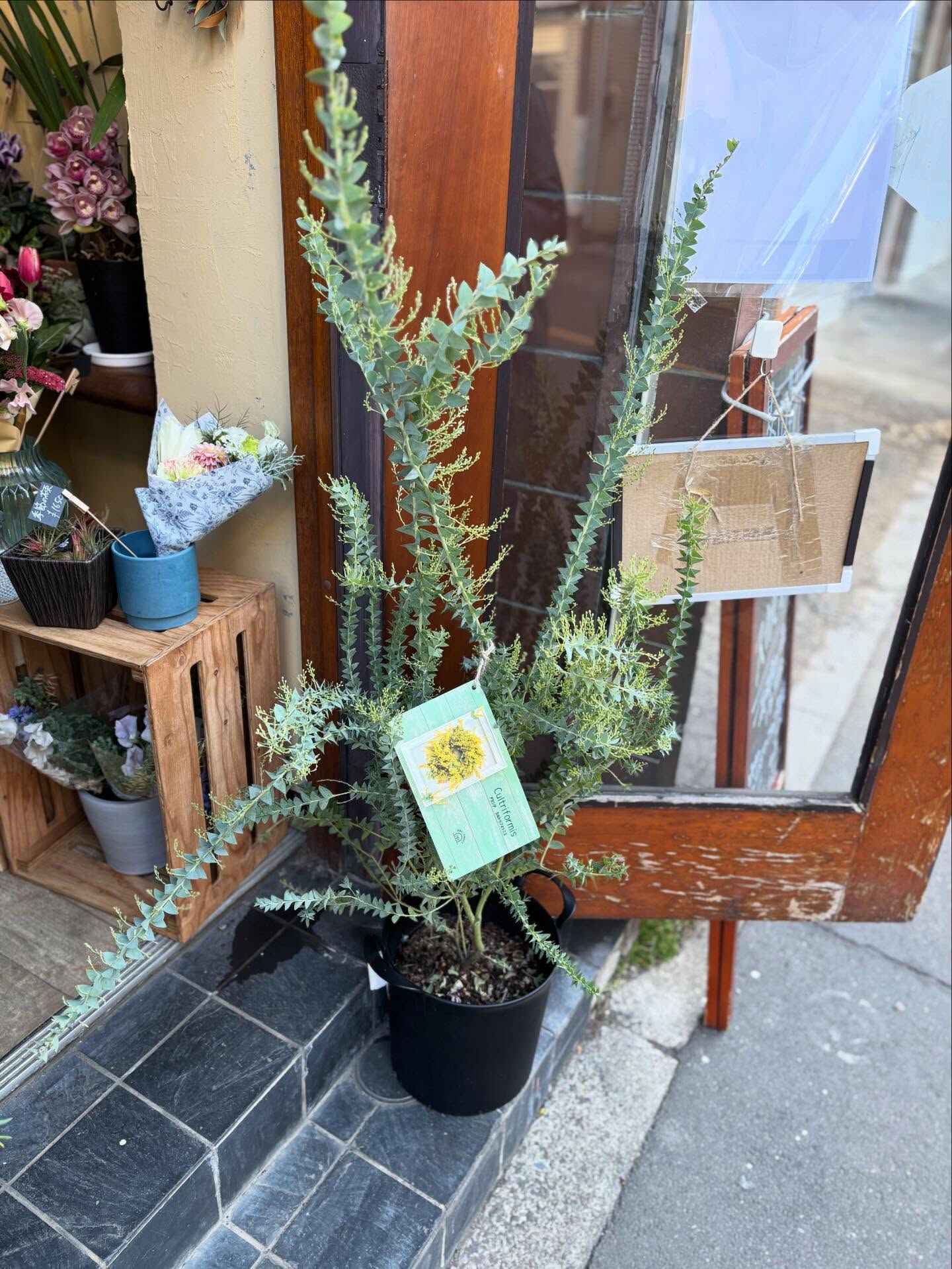鉢物がいろいろ入荷しました
