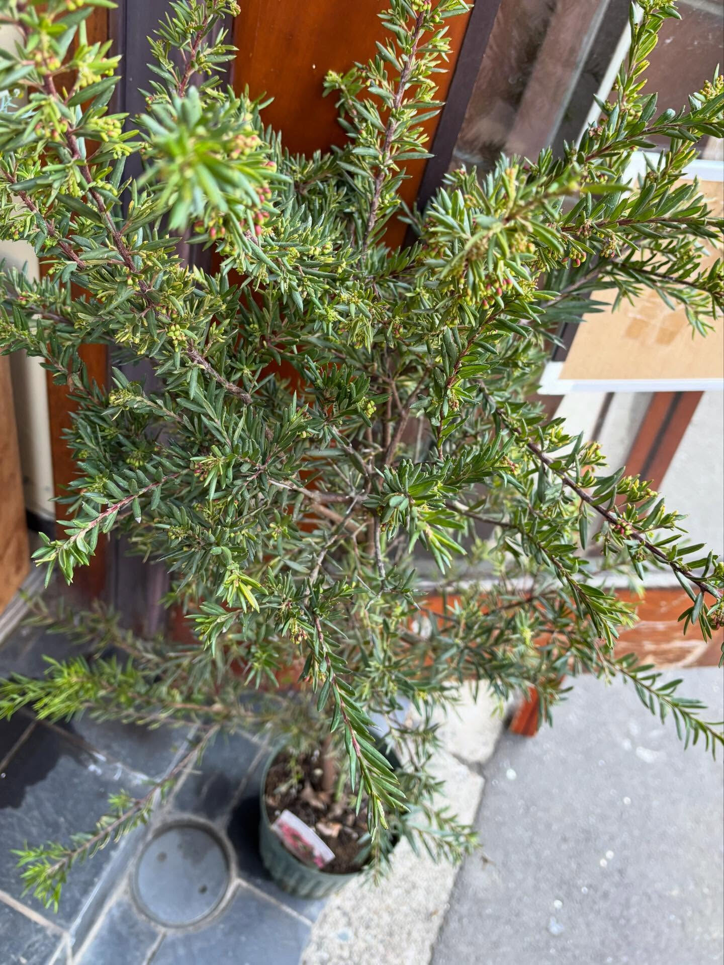 鉢物がいろいろ入荷しました