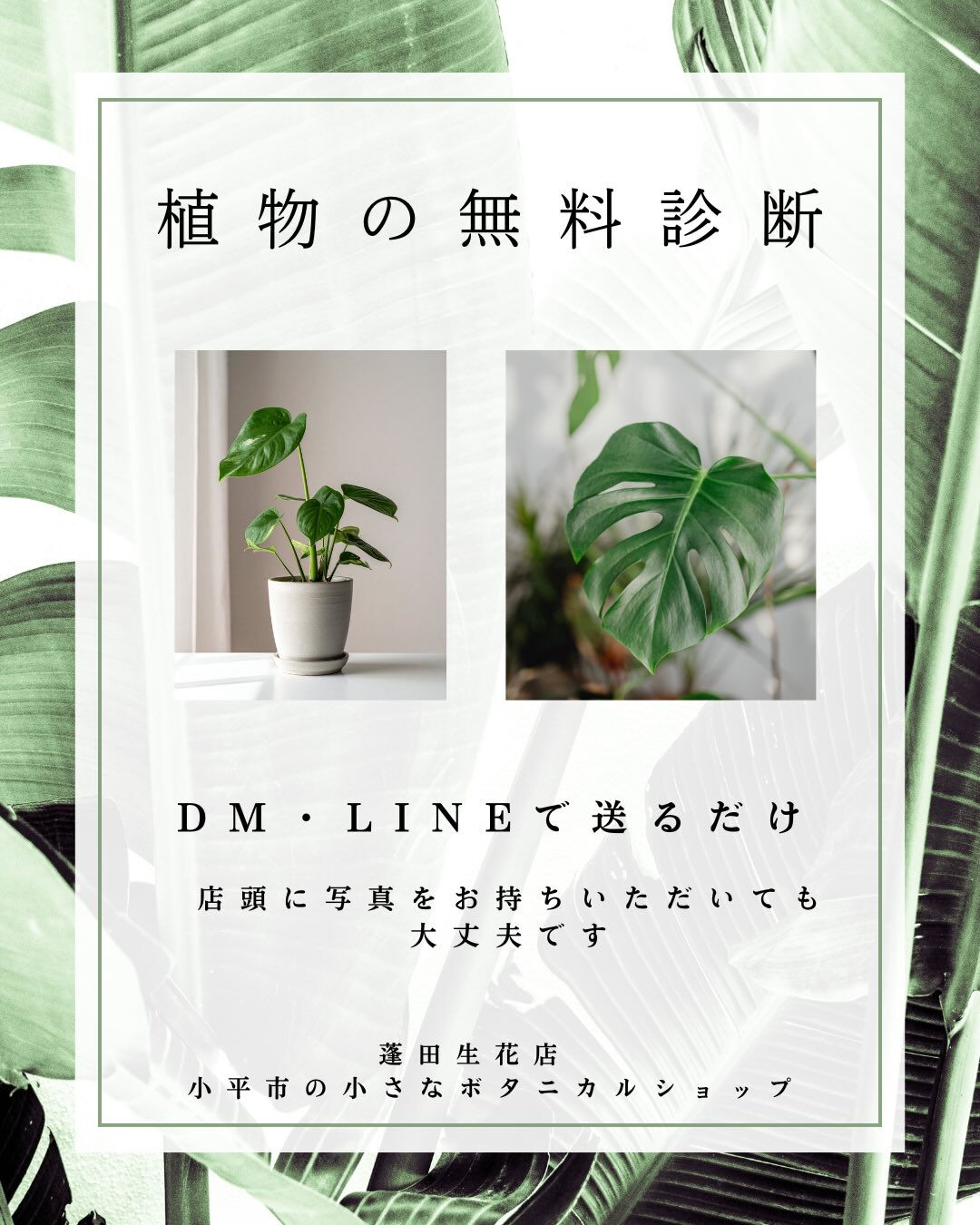 植物のことで困ったら、まずはご相談ください🌱