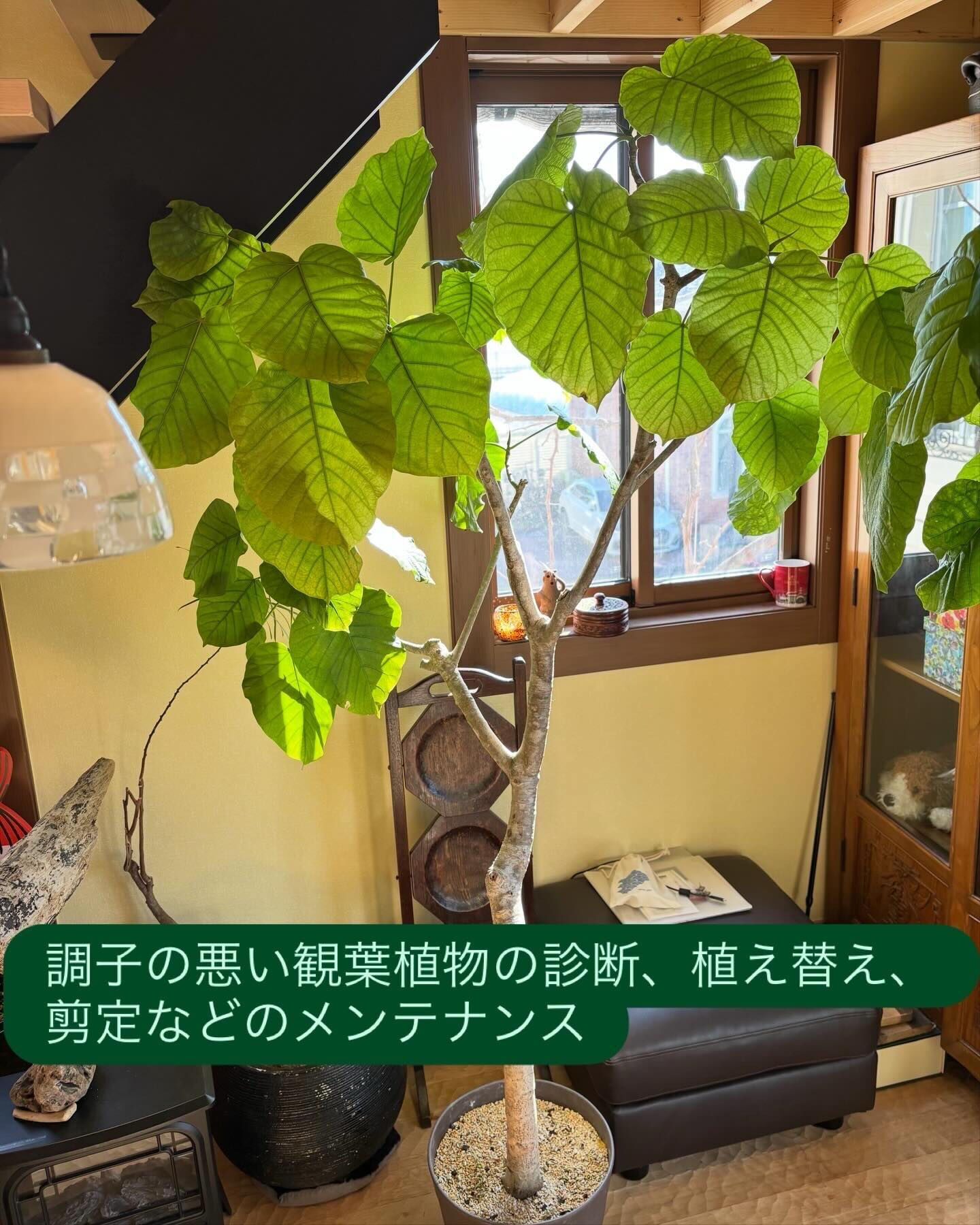 植物のことで、