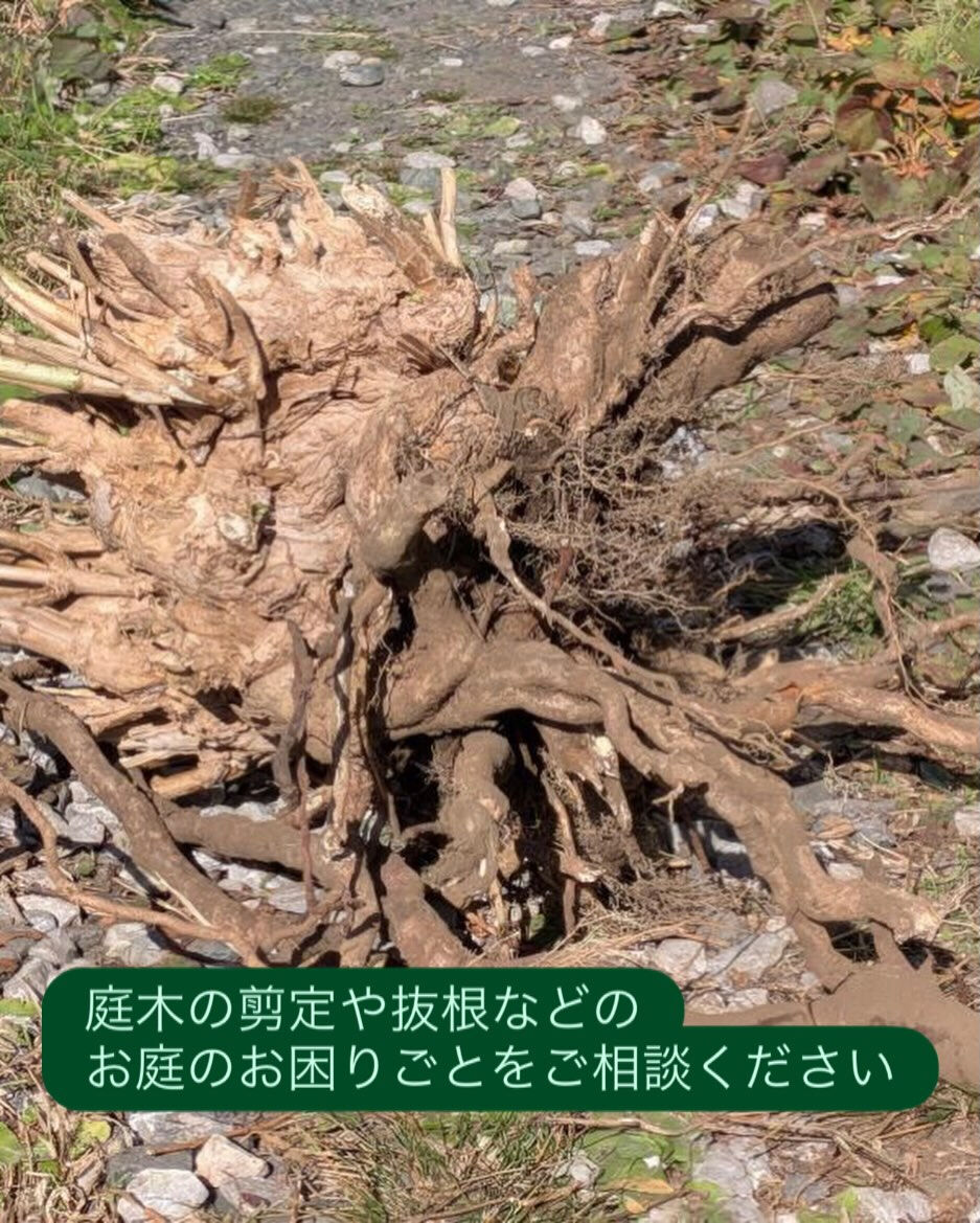 植物のことで、