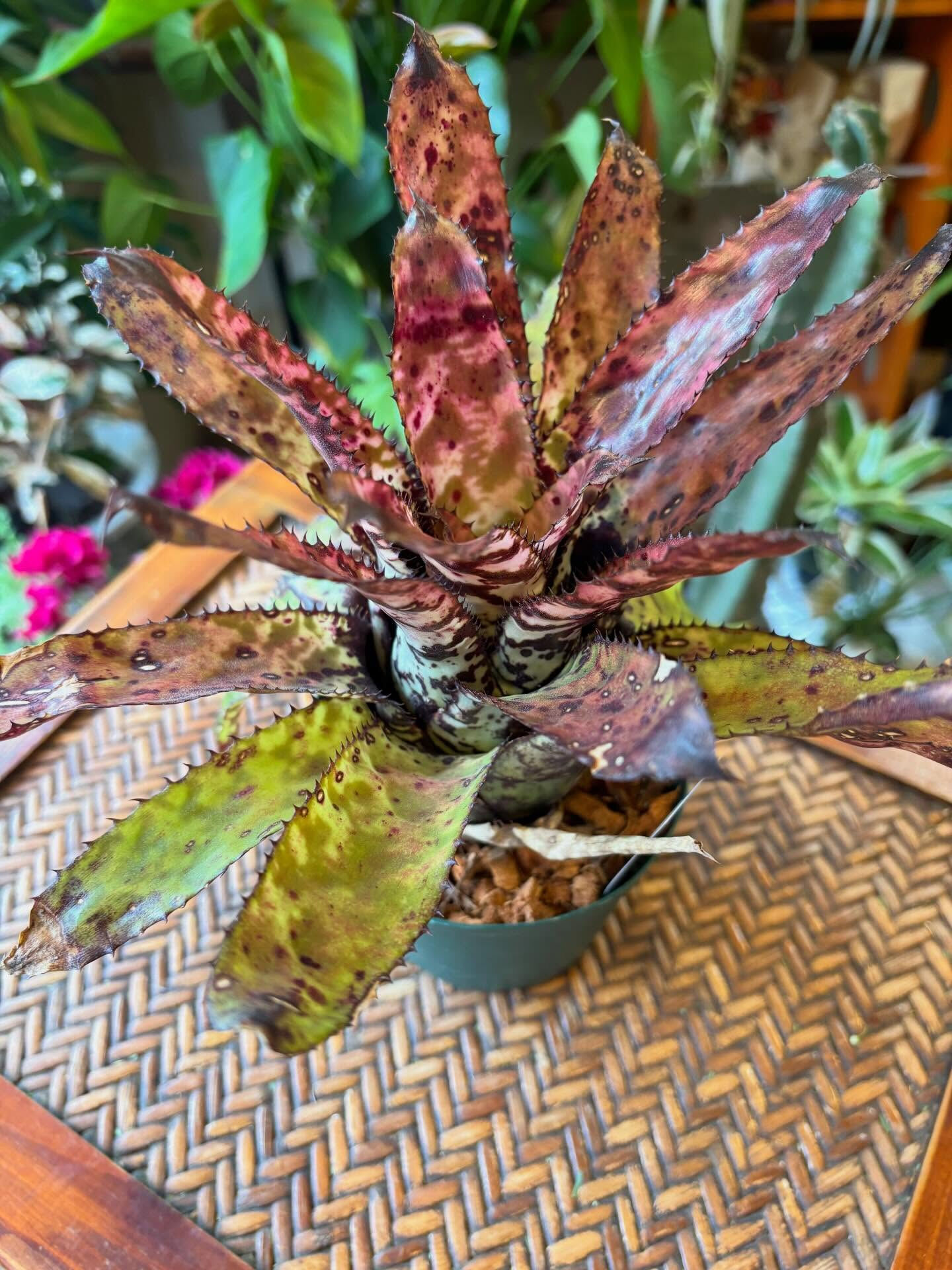 今日の鉢もの入荷のお知らせ 🌿