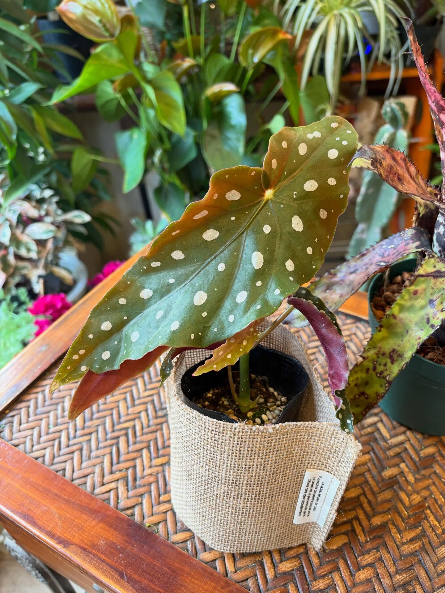 今日の鉢もの入荷のお知らせ 🌿