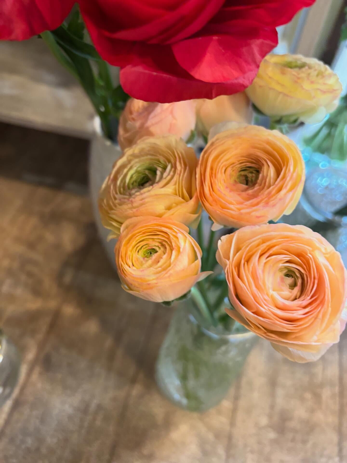 今日の鉢もの入荷のお知らせ 🌿